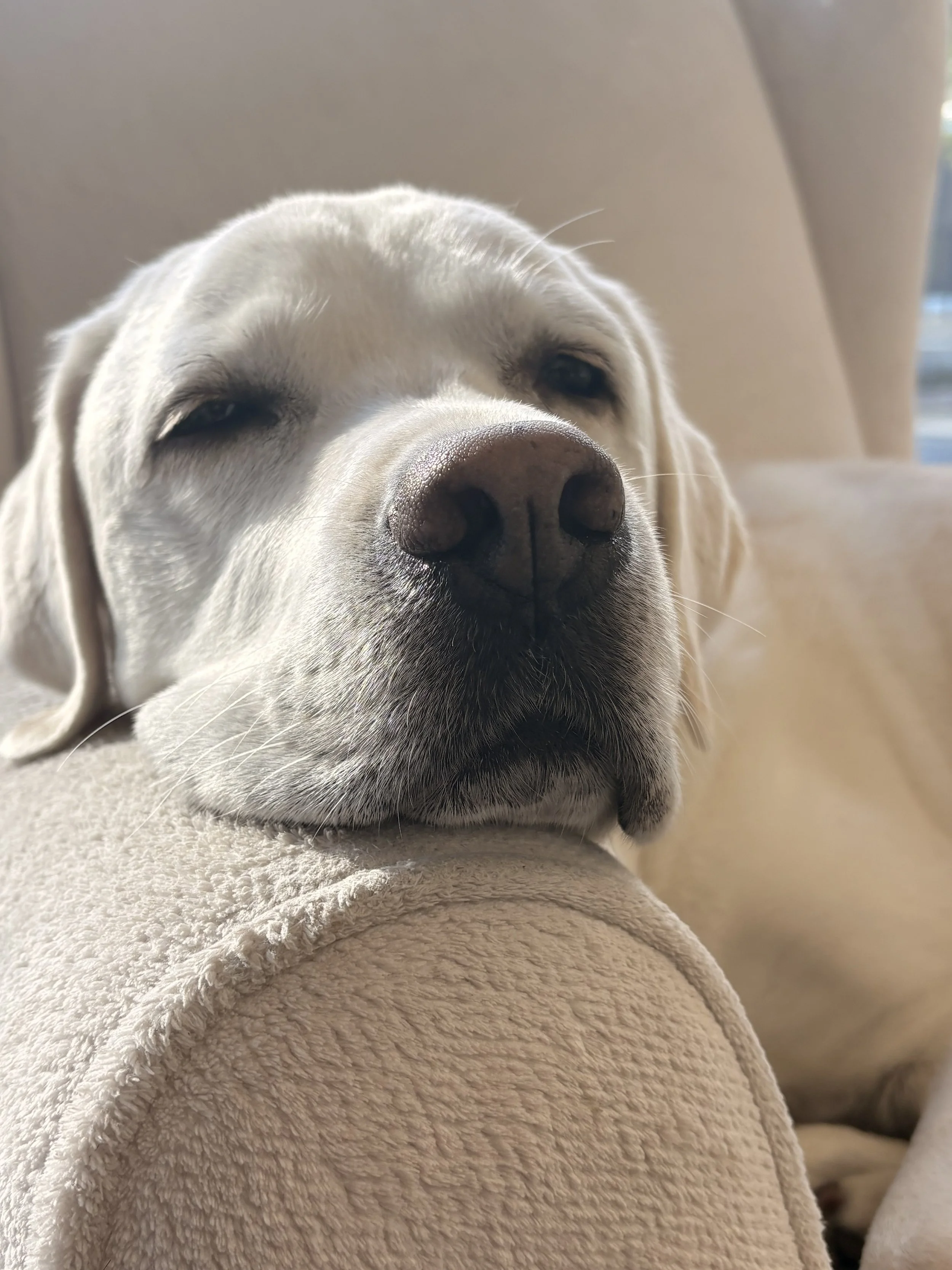 Züripets im Dog Directory des Mandarin Oriental Savoy, Zurich: Hundebetreuung für einen entspannten Aufenthalt in Zürich