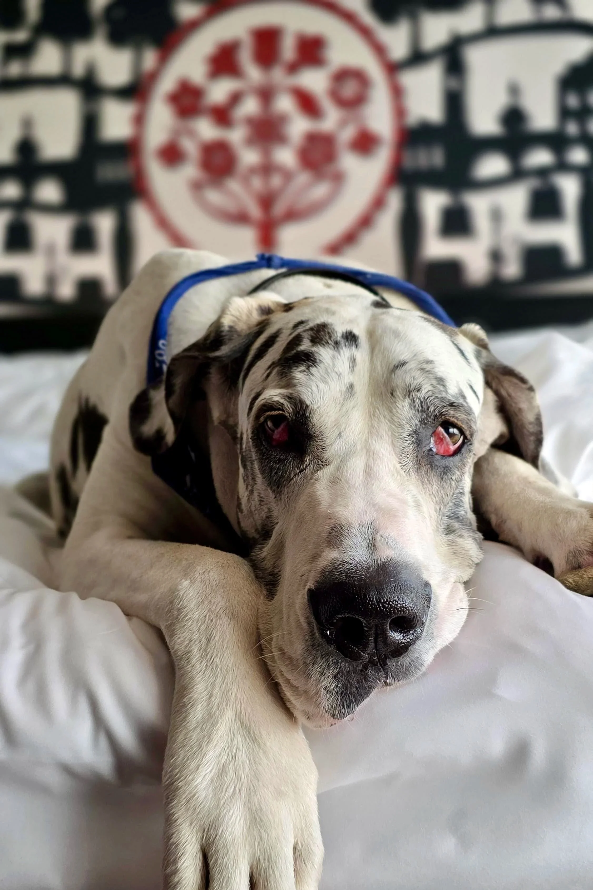 Warum Züripets® mehr ist als ein Hundehotel - Premium Hundebetreuung neu definiert