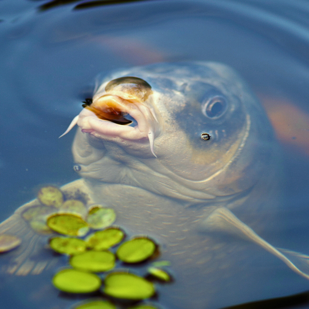 Image of a fish in a pond.