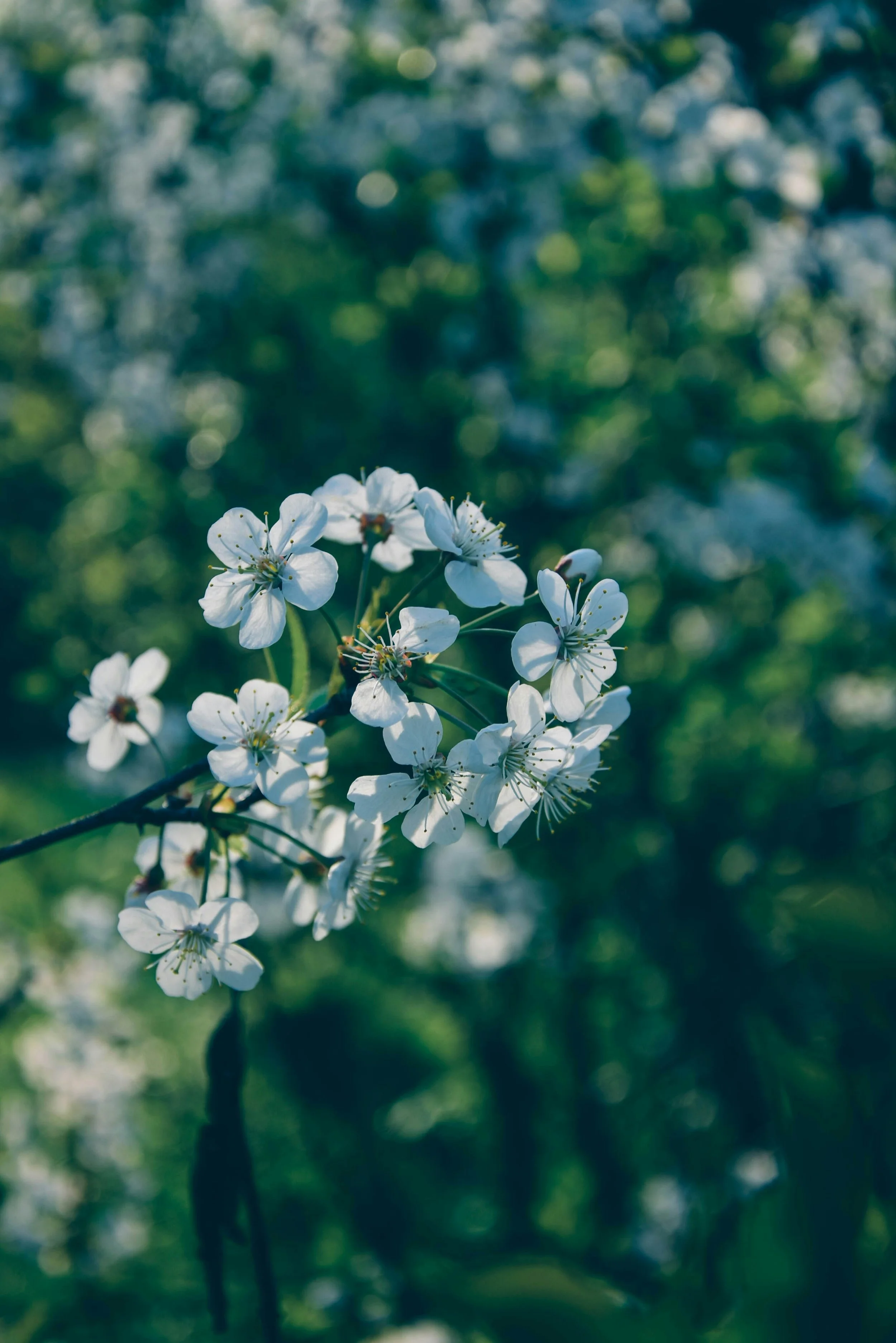Close-up of white cherry blossoms on a branch with a blurred green background.
