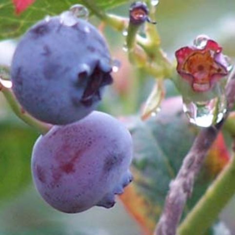 blueberry.png