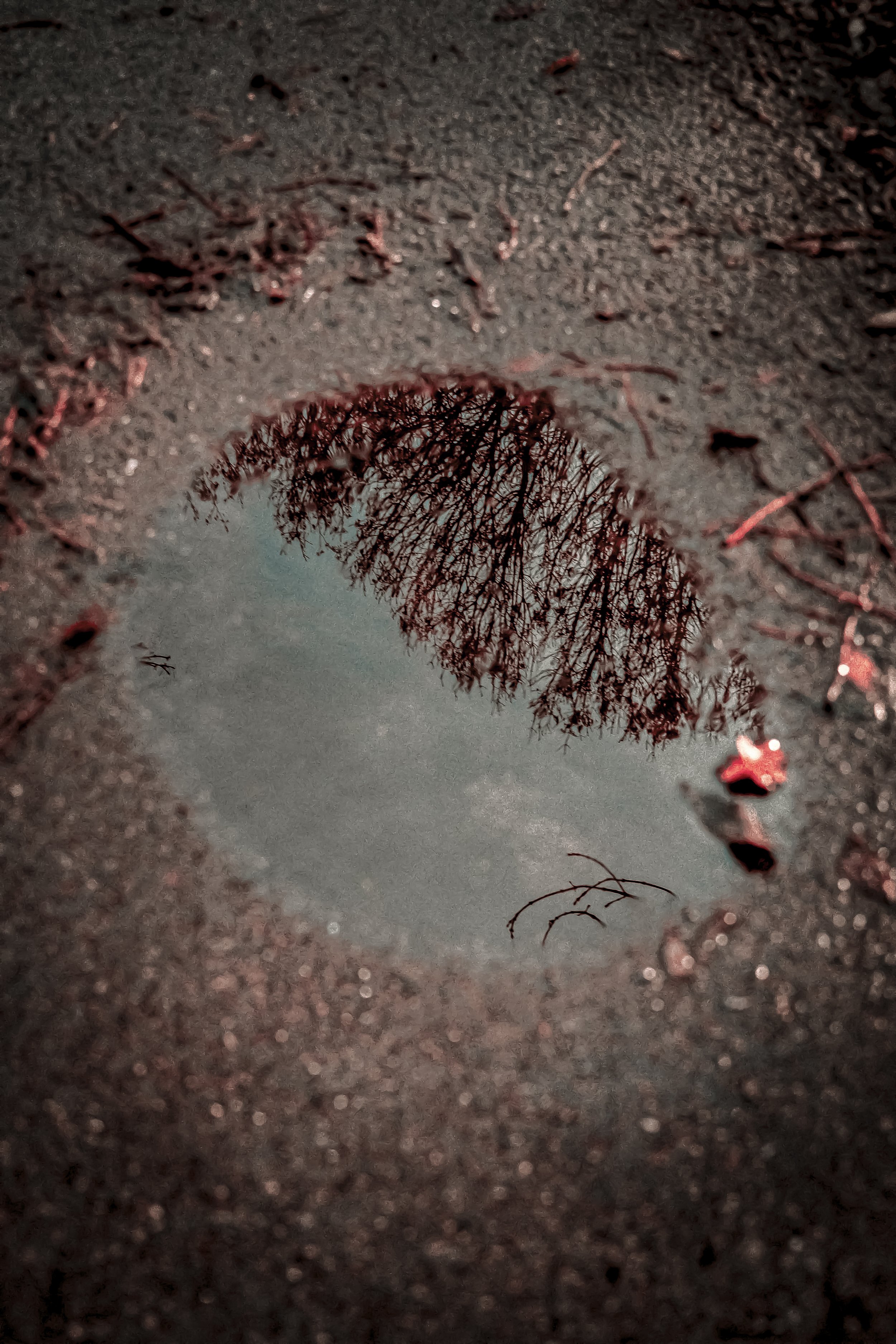 What the Puddle Saw 1.jpg