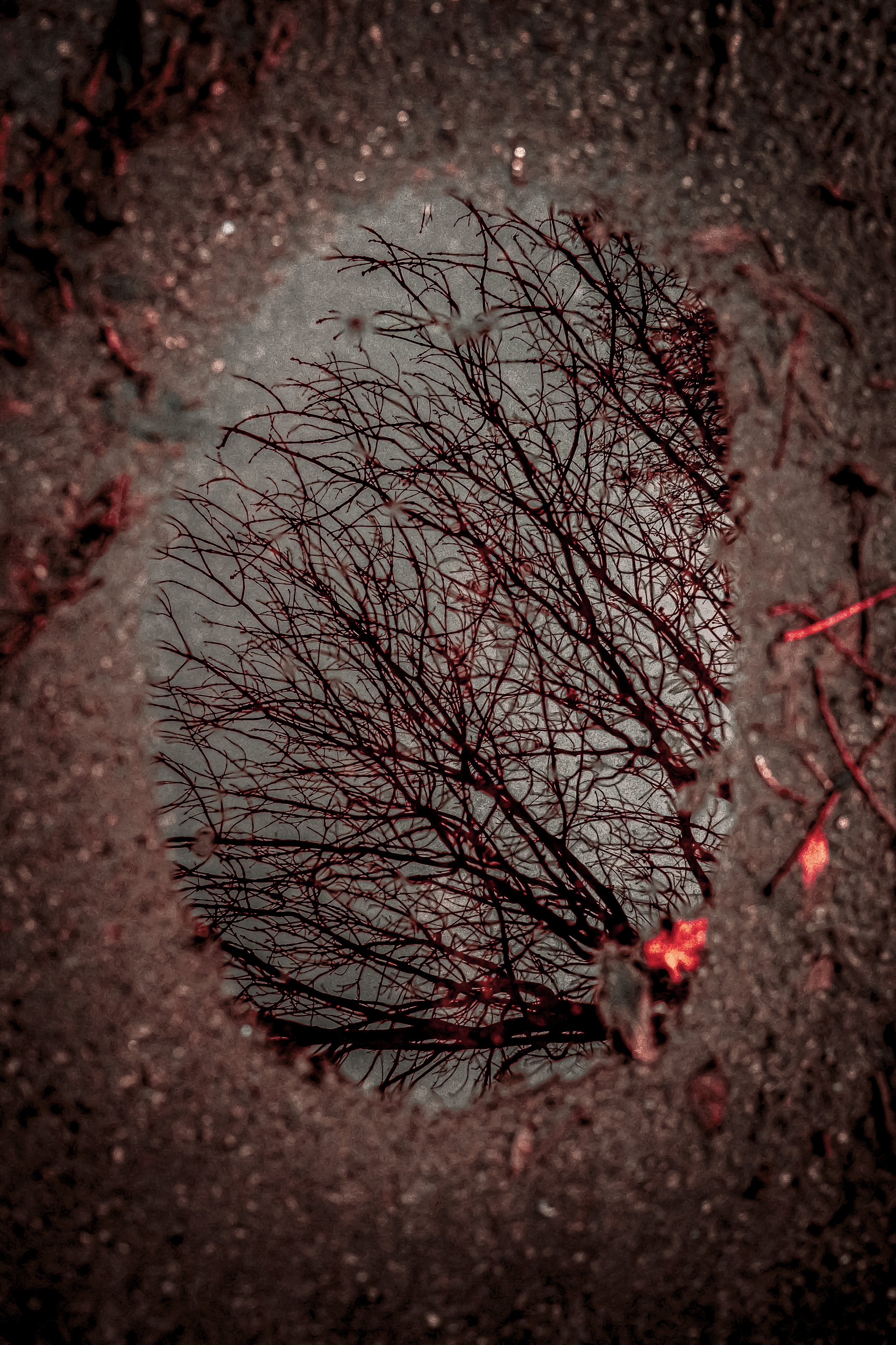 What the Puddle Saw 3.jpg