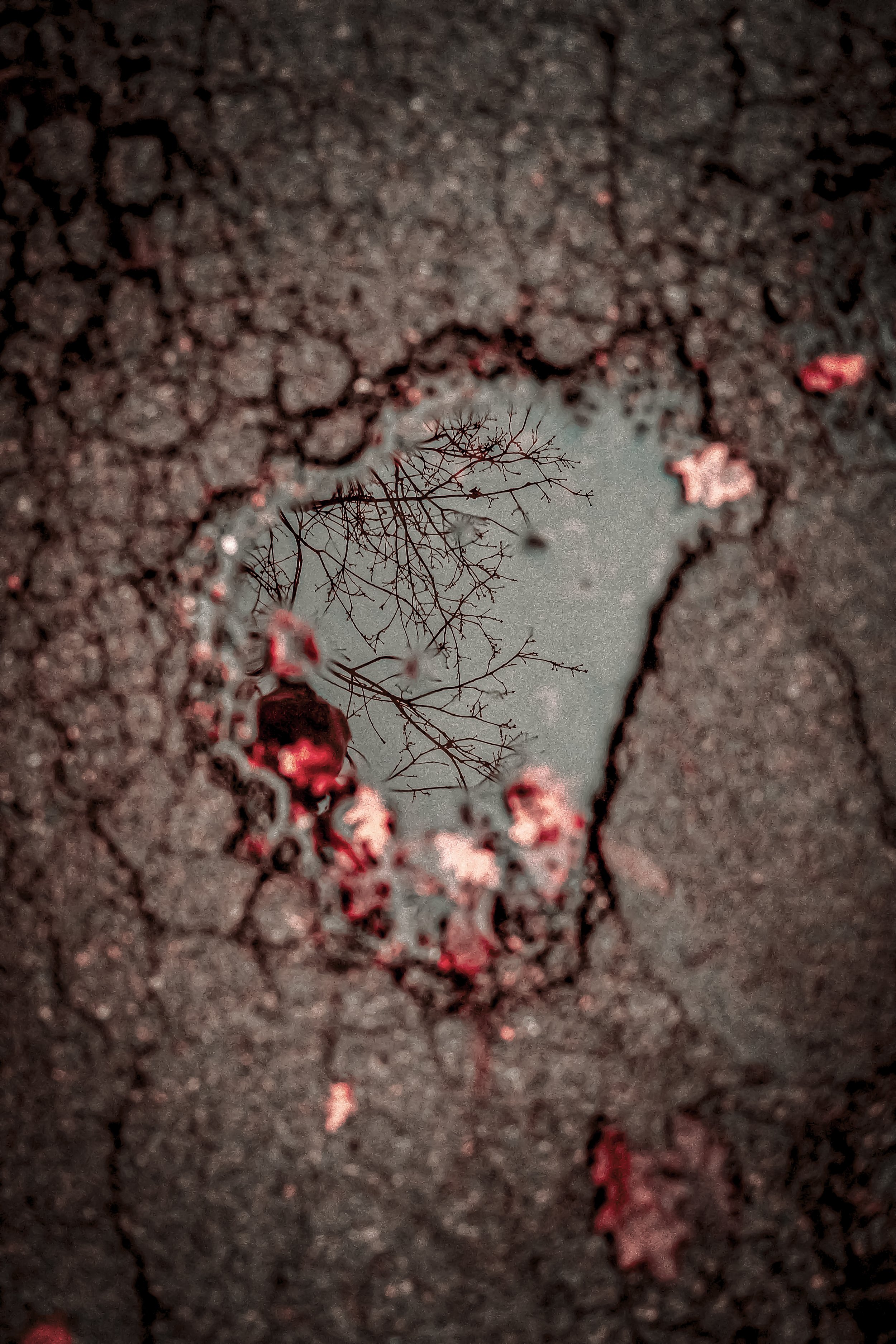 What the Puddle Saw 2.jpg