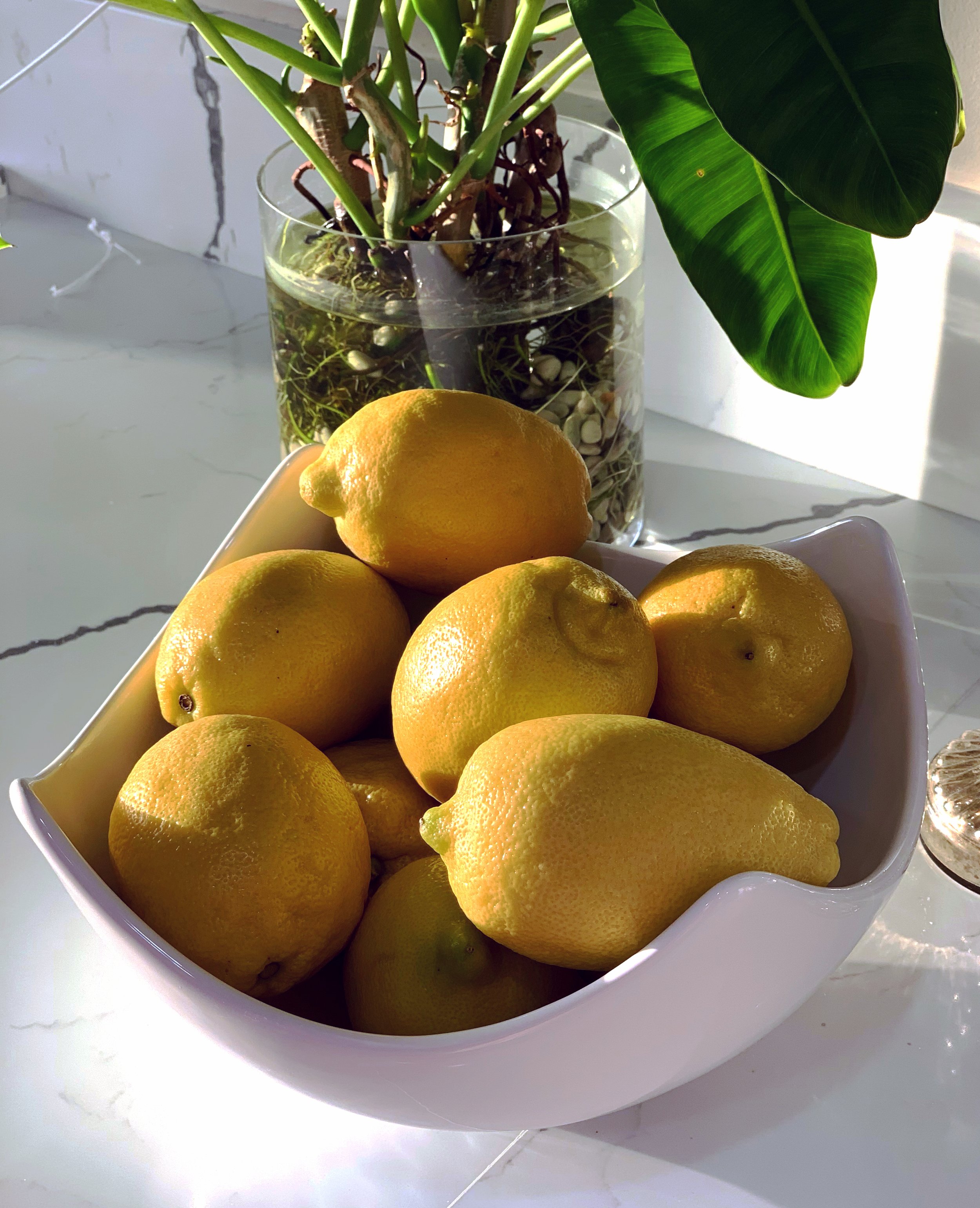 Lynn-Lemons.jpg