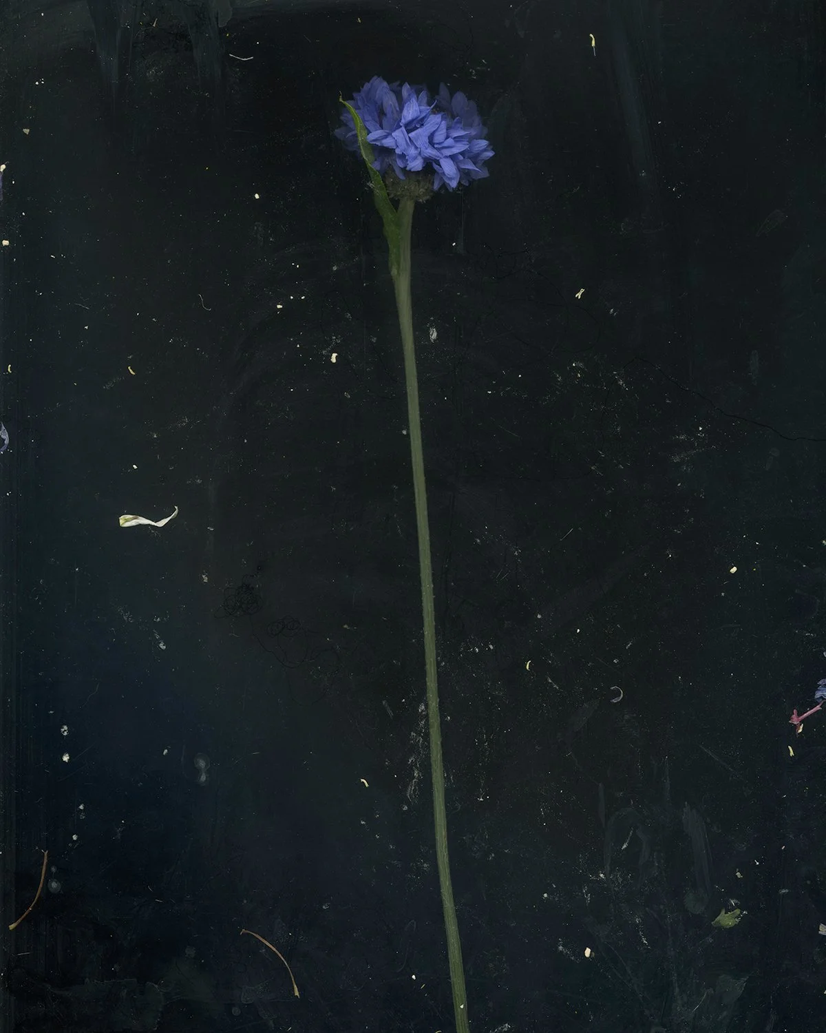 CornFlower.jpg
