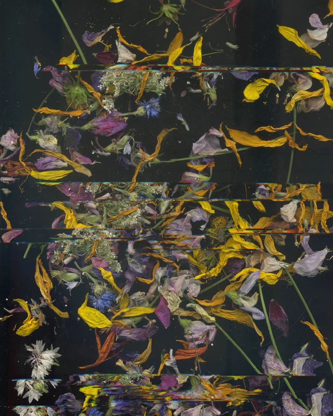 Hattie_Hambridge_CreationFlower Drag 1 .jpg