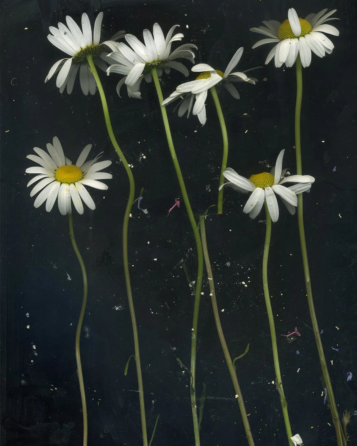 Oxide Daisies 2.jpg