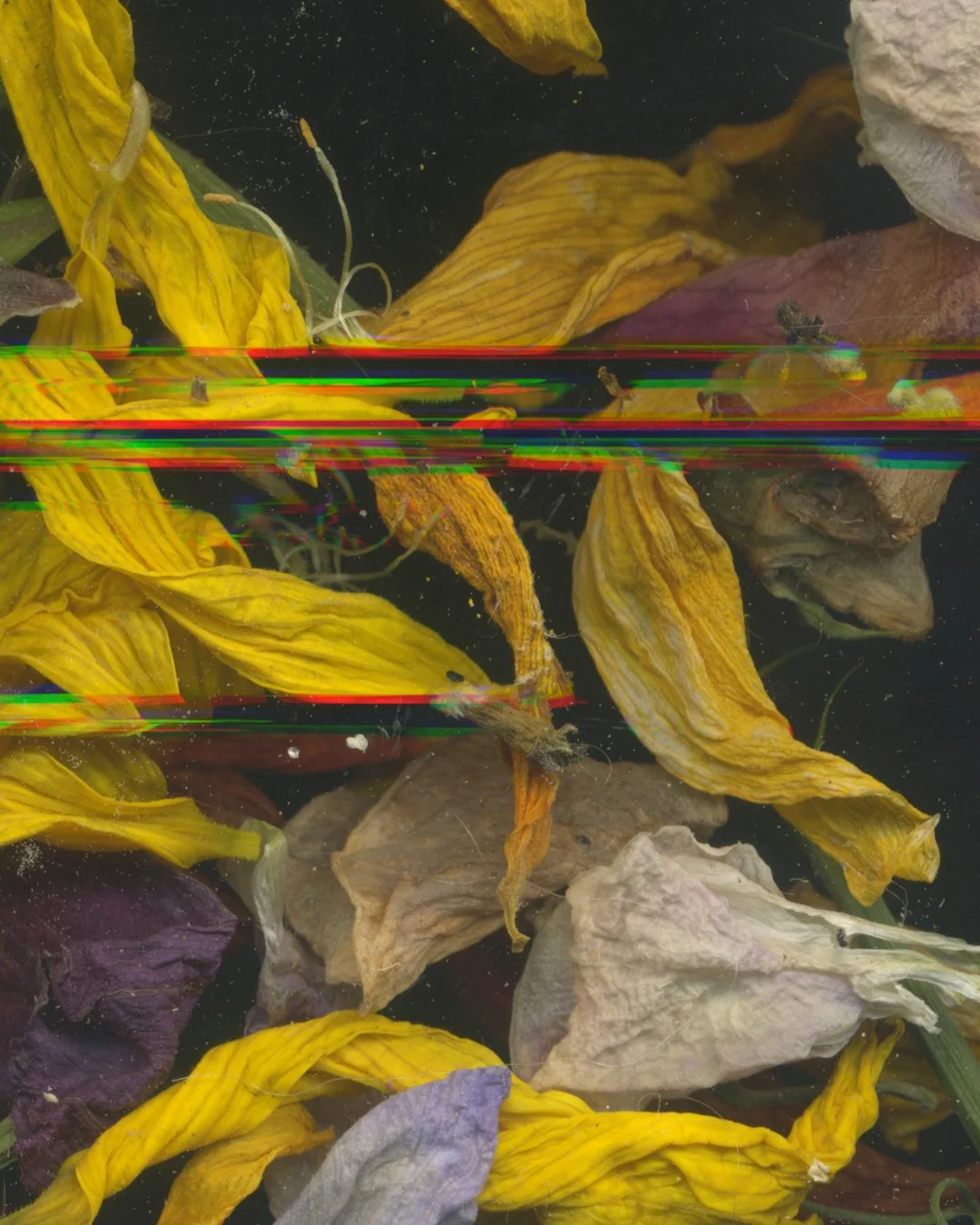 Hattie_Hambridge_CreationFlower Drag 1 c