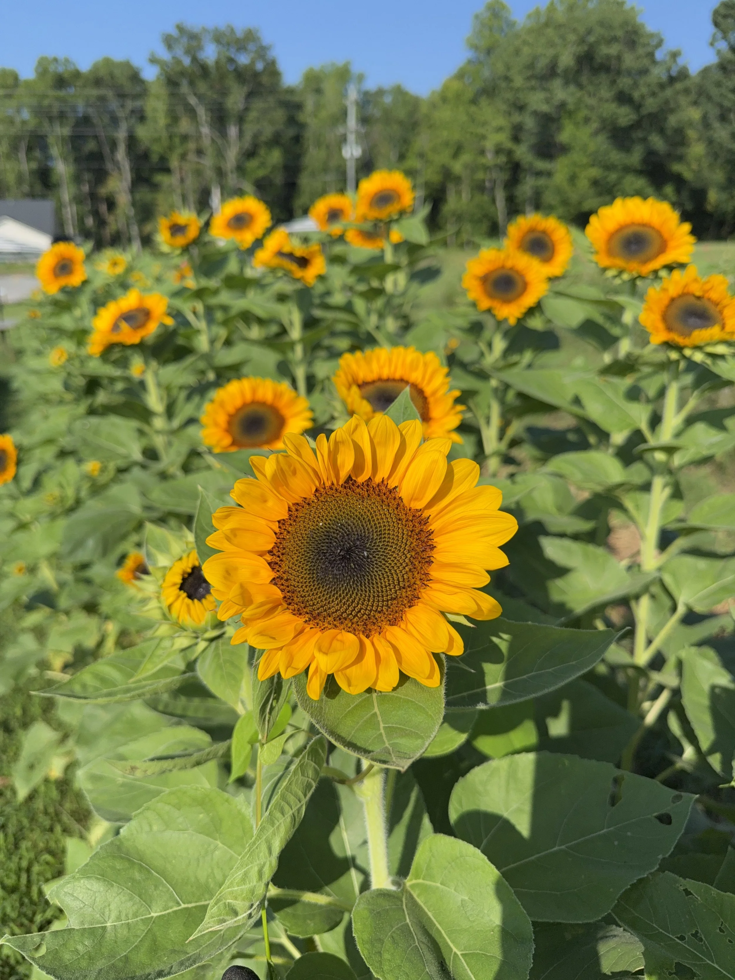 Morning U-Pick, Saturday September 12th, 9:00-11:00 AM