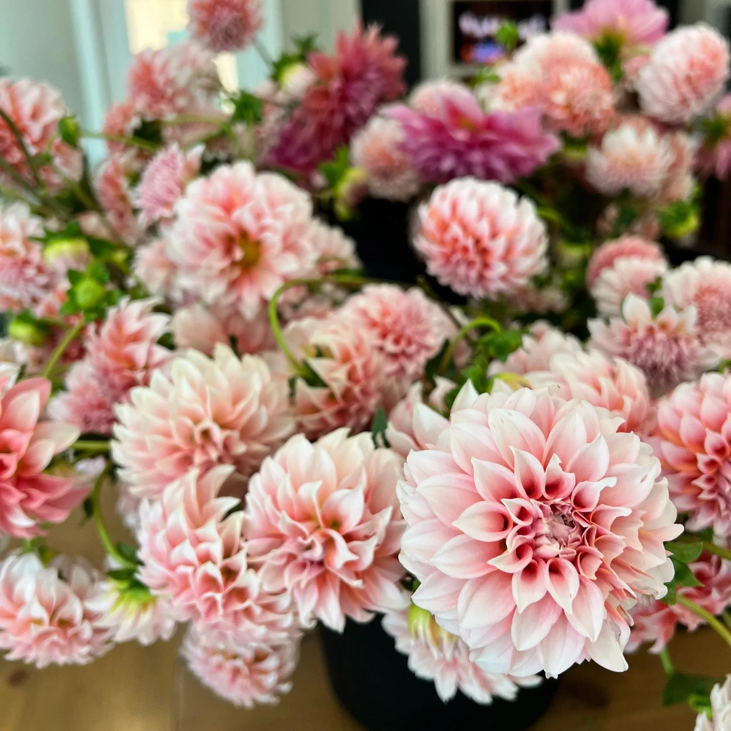 All You Need to Know About Dahlias