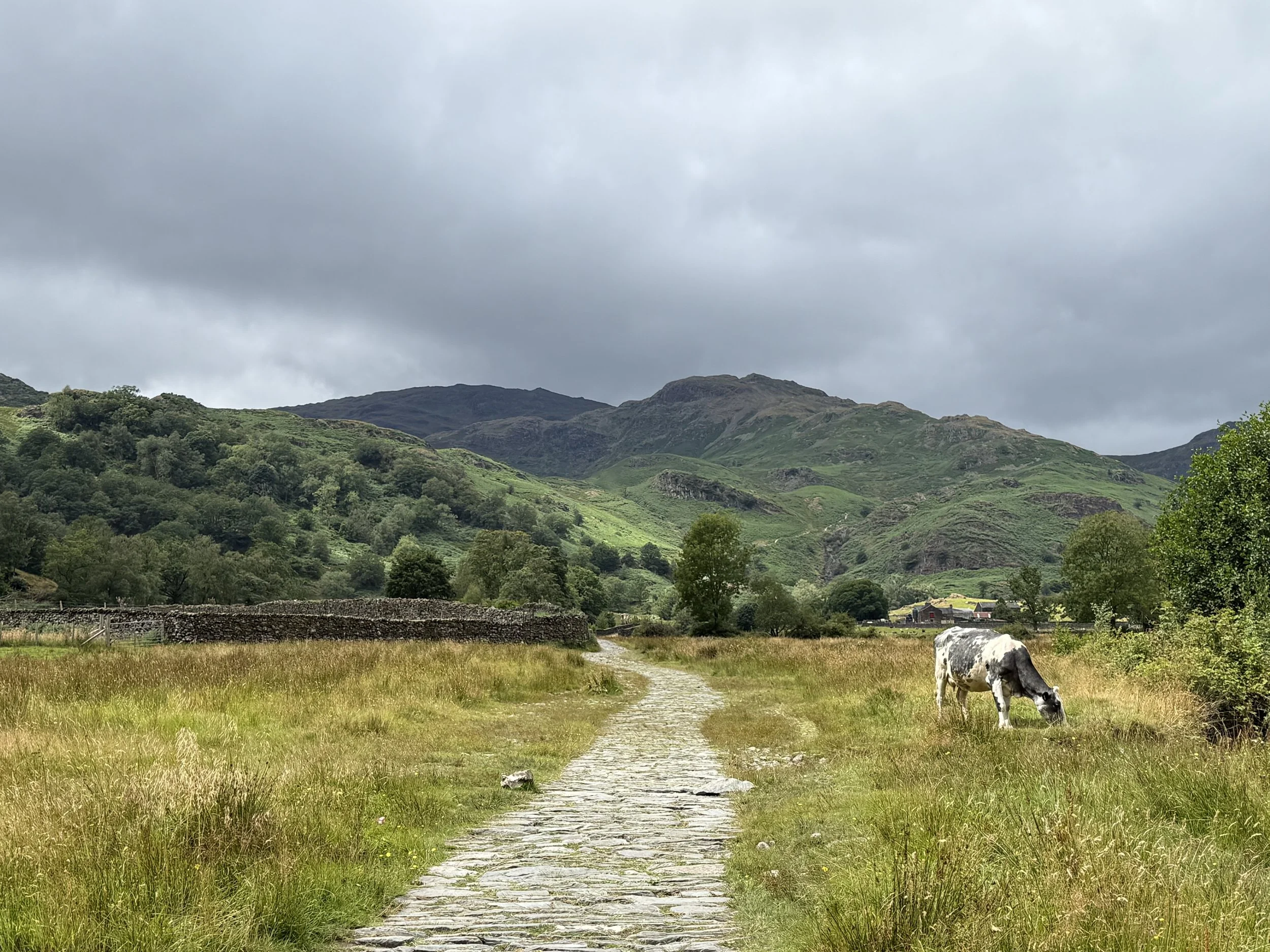 A cow grazing on a grassy field with a stone path leading towards distant mountains under a cloudy sky.