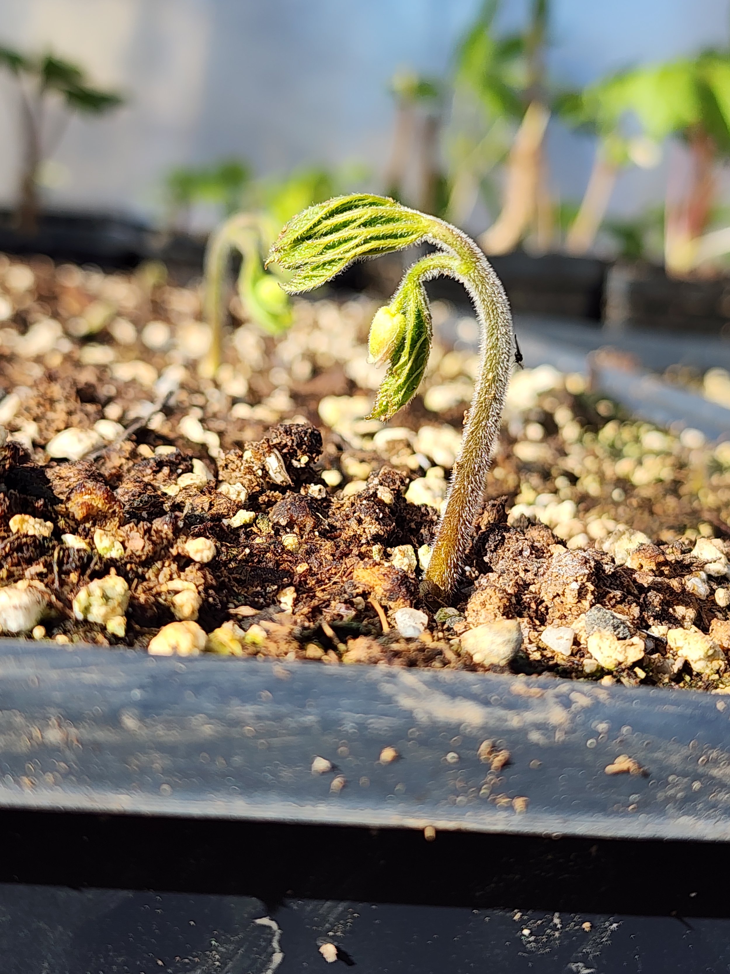 golden seal root 6.jpg