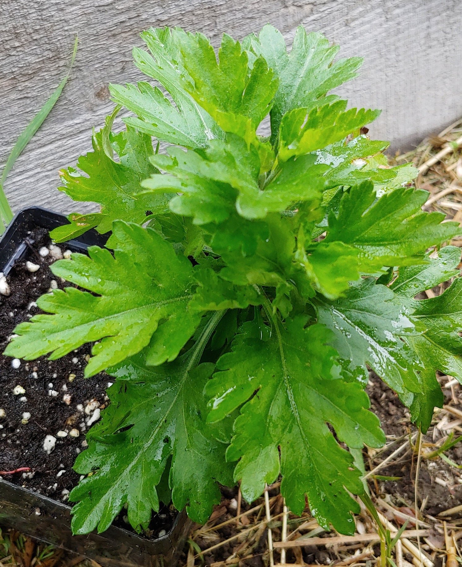 Chrysanthemum morifolium, Bo ju hua
