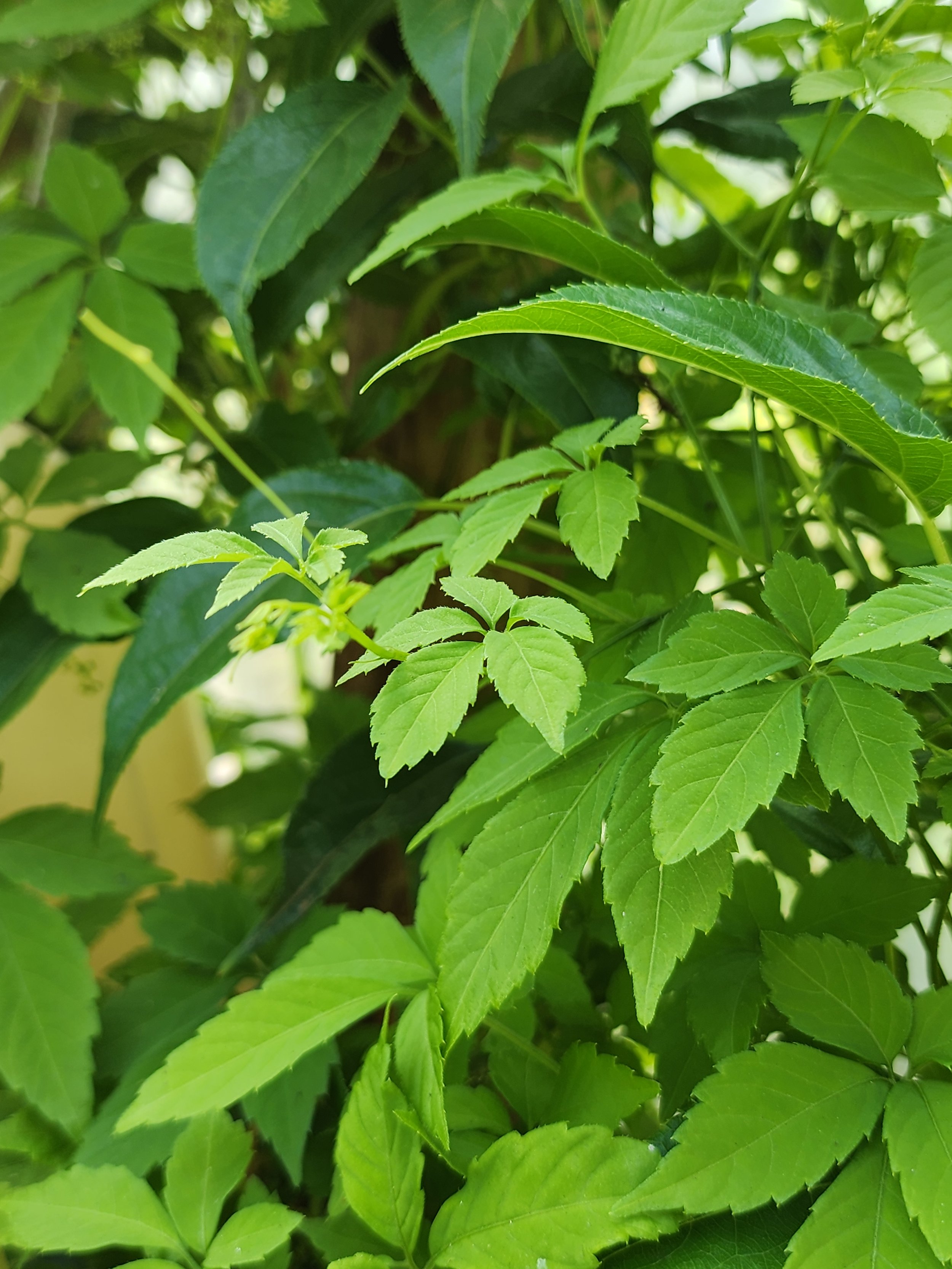 Jiaogulan, Gynostemma pentaphyllum