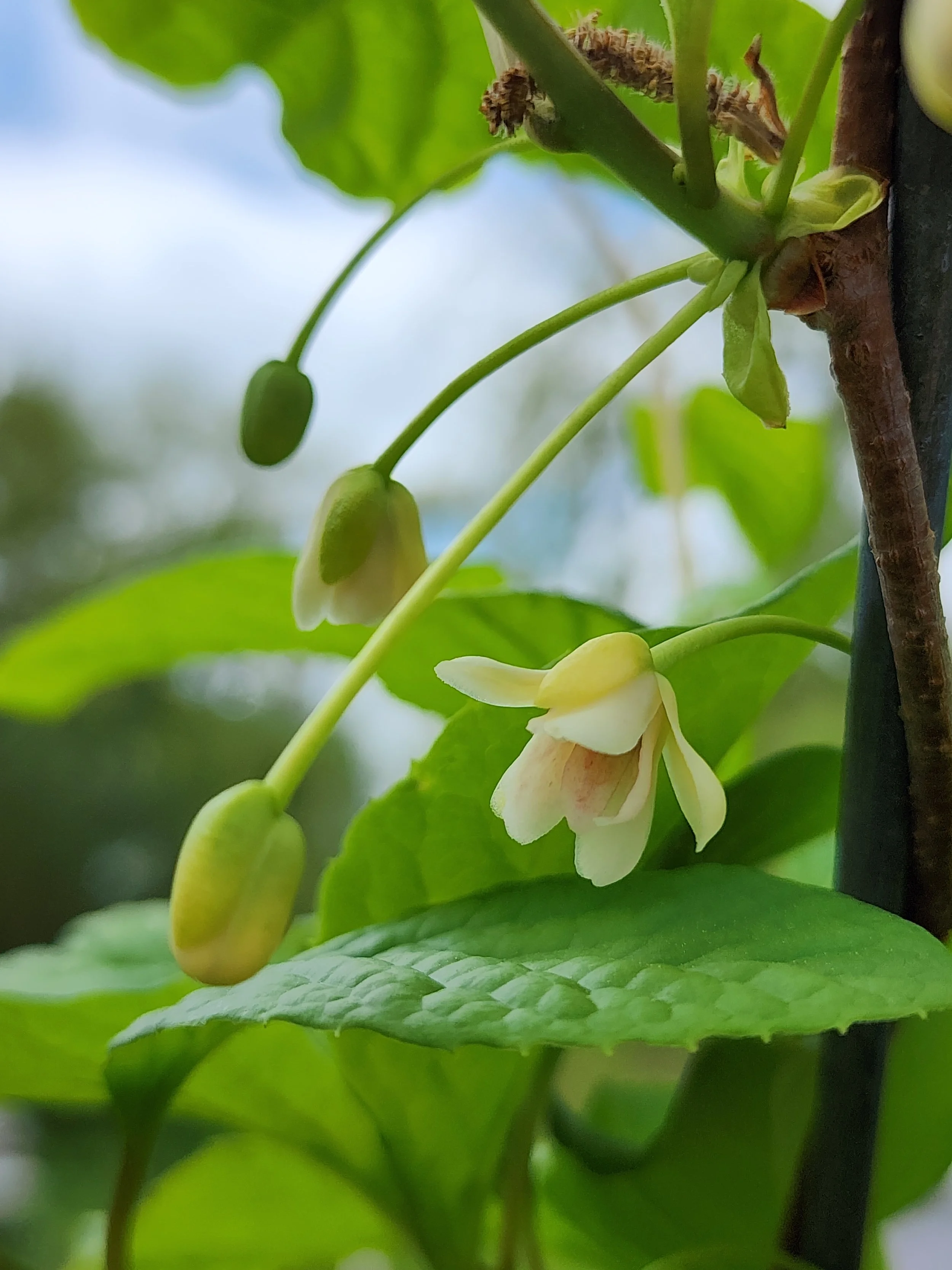 schisandra flower.jpg