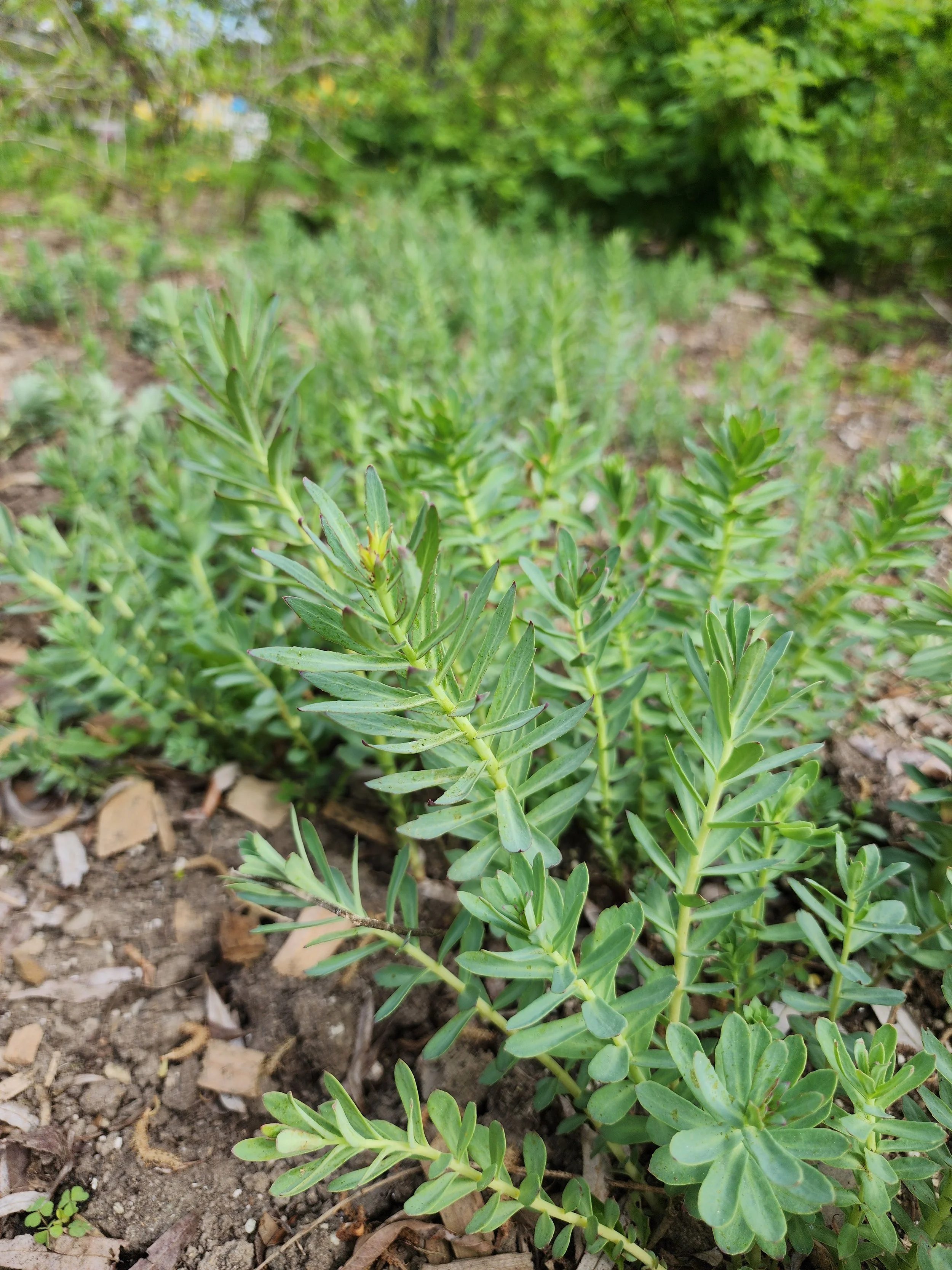 rhodiola patch