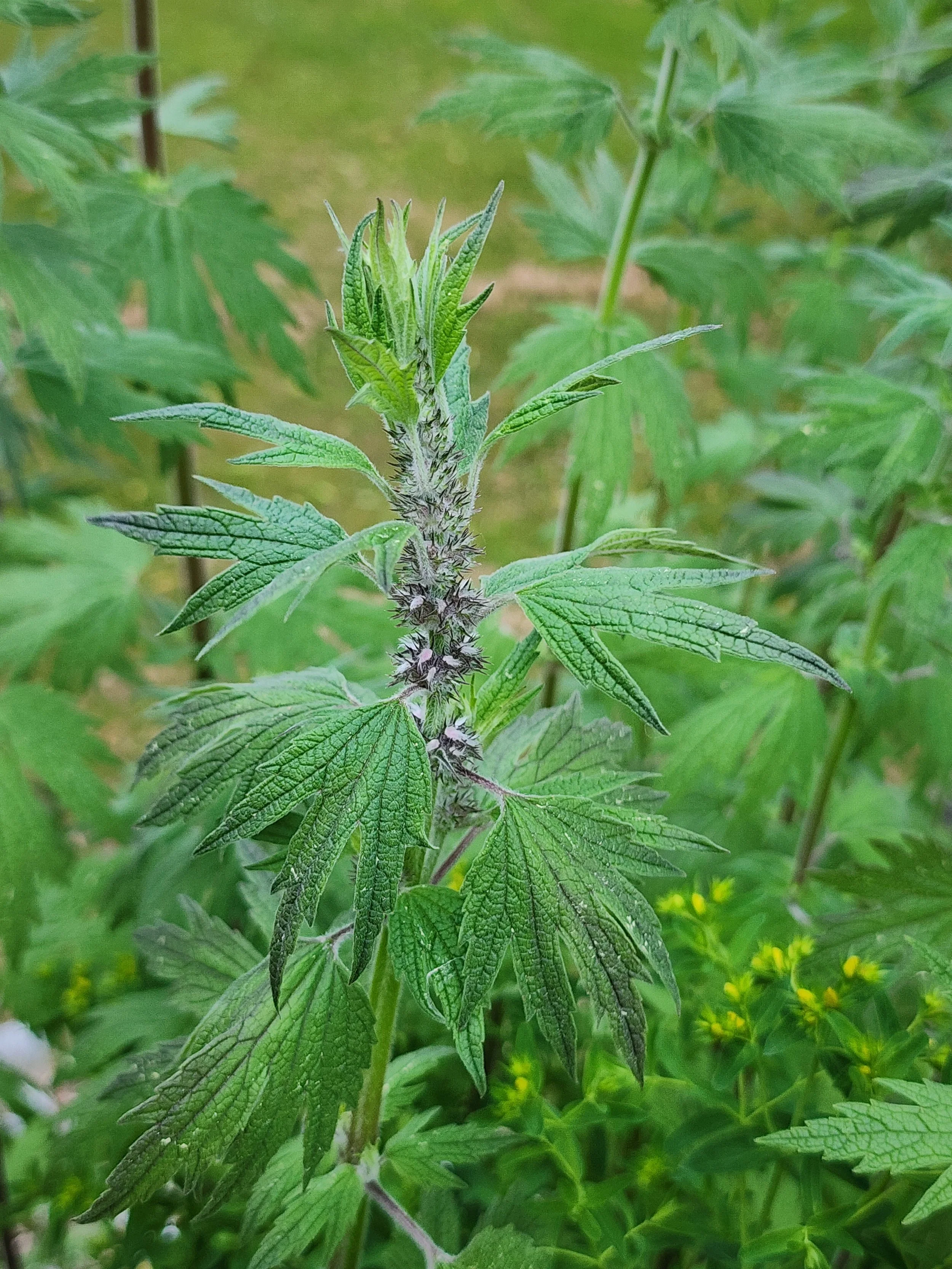 motherwort