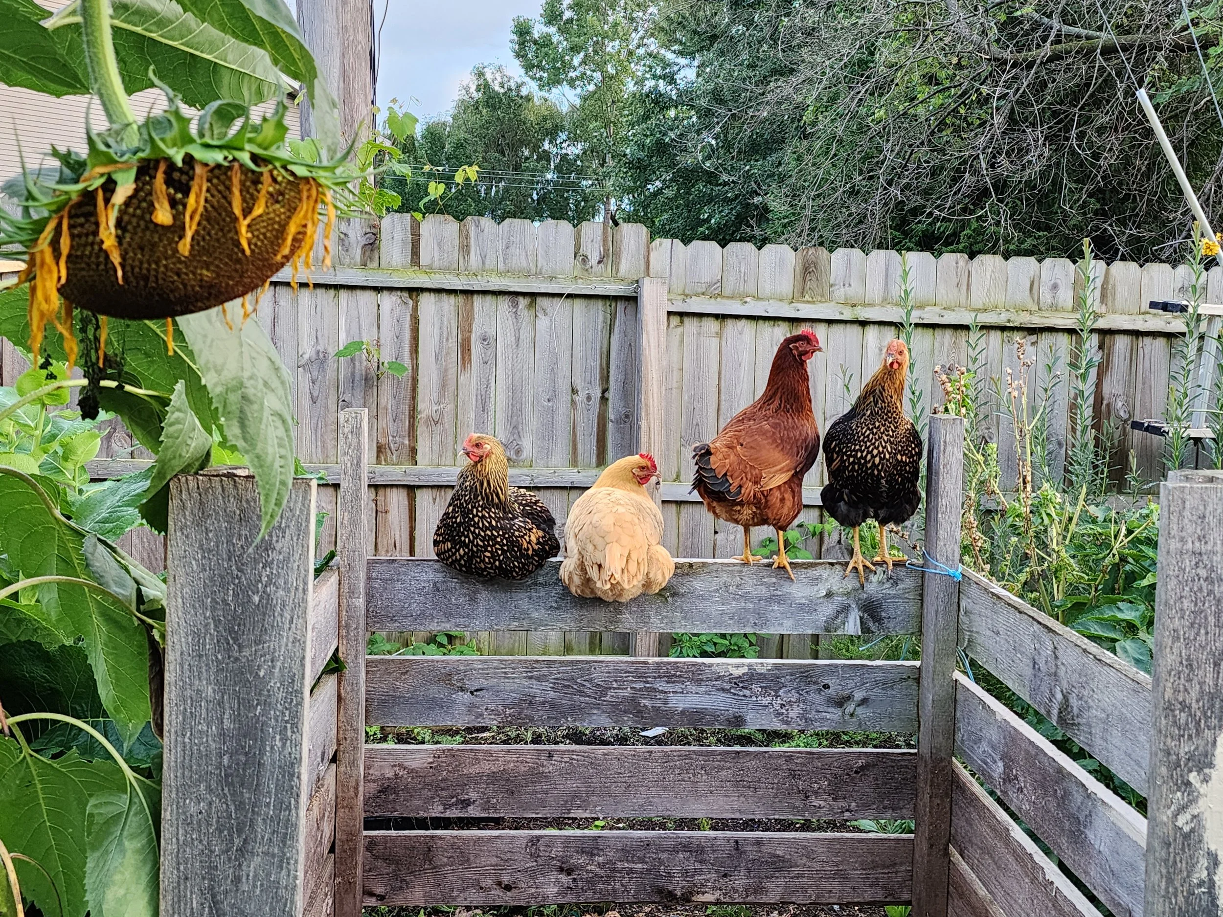 chickens