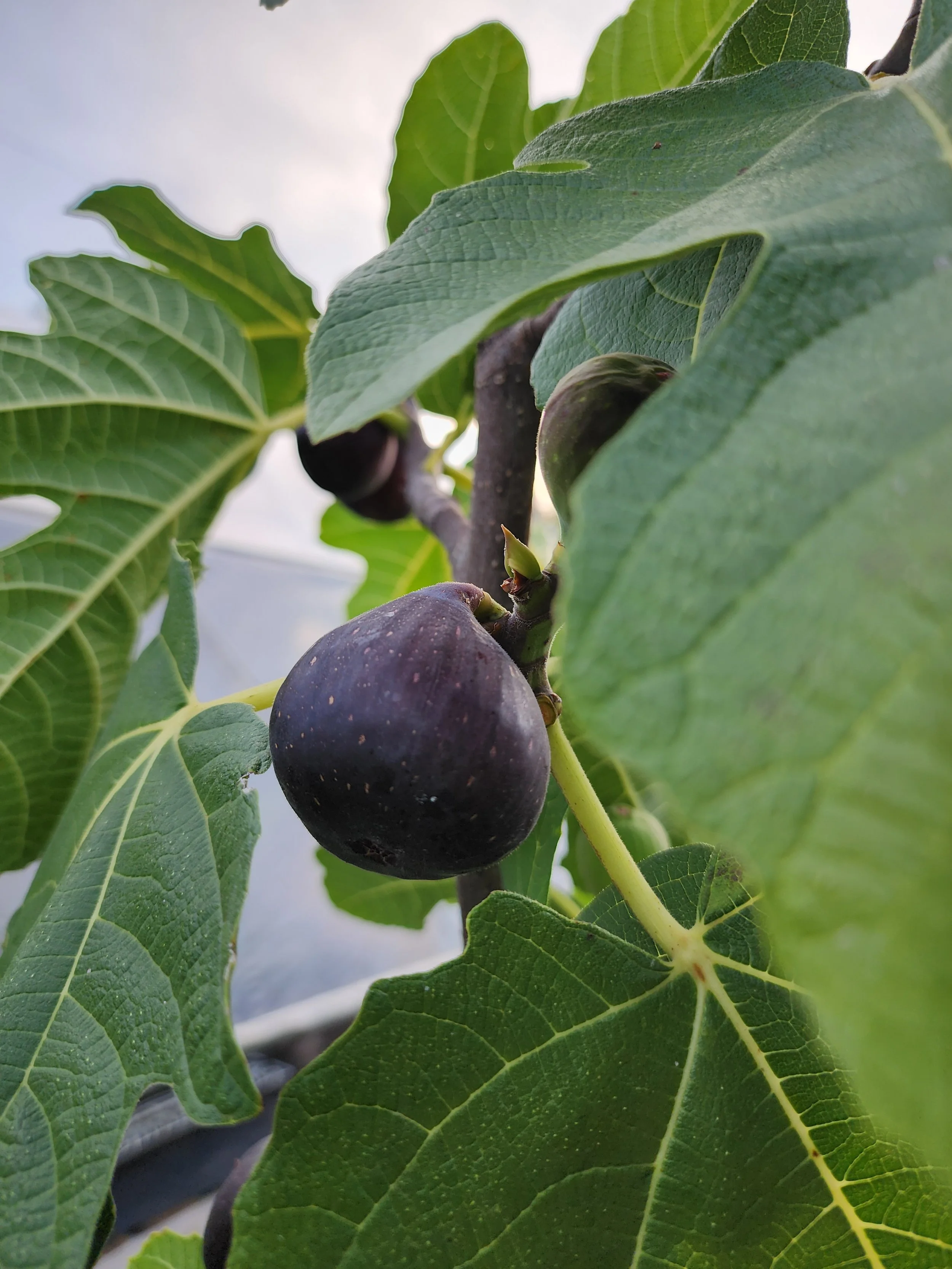 fig