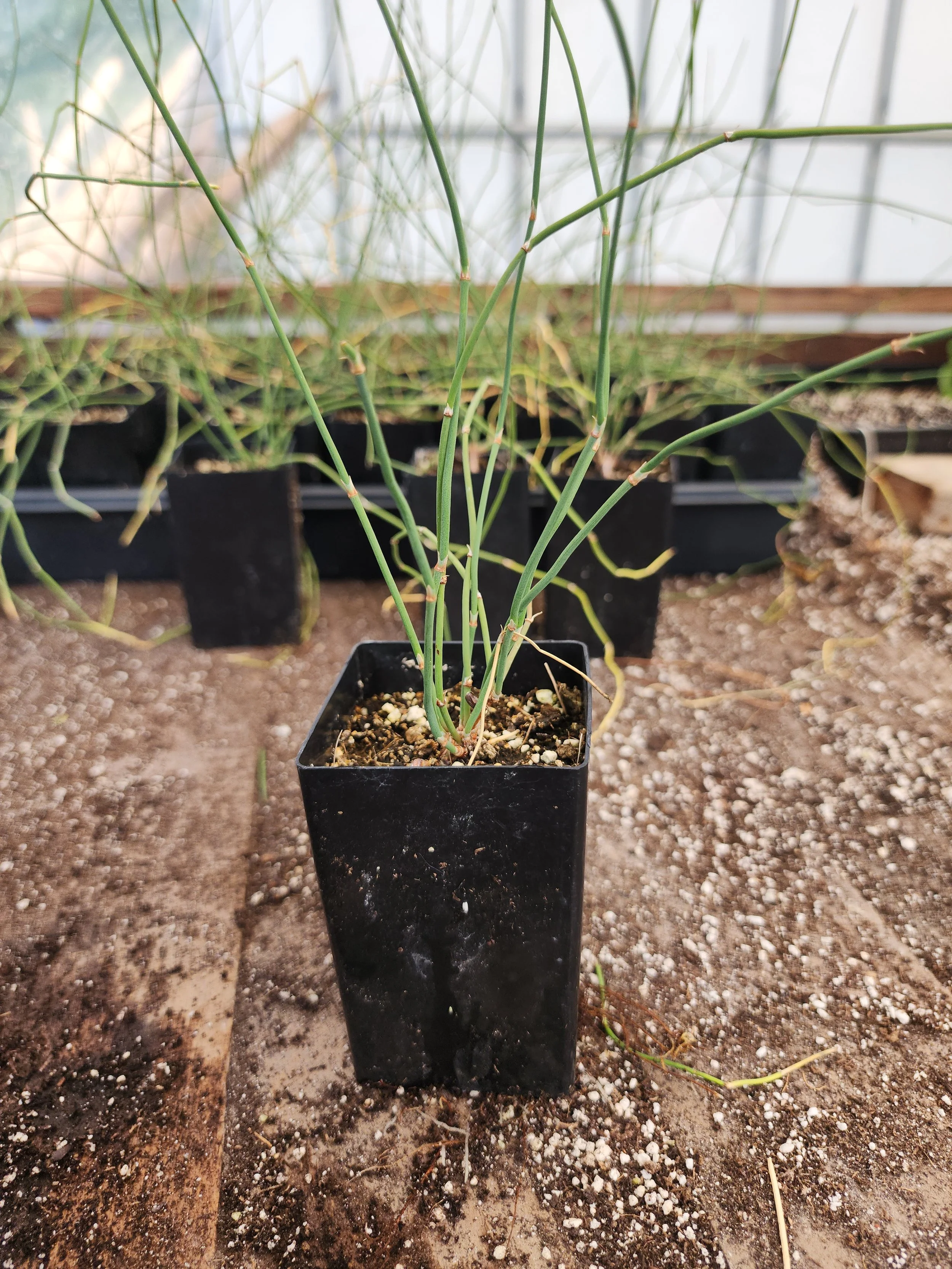 ephedra6.jpg