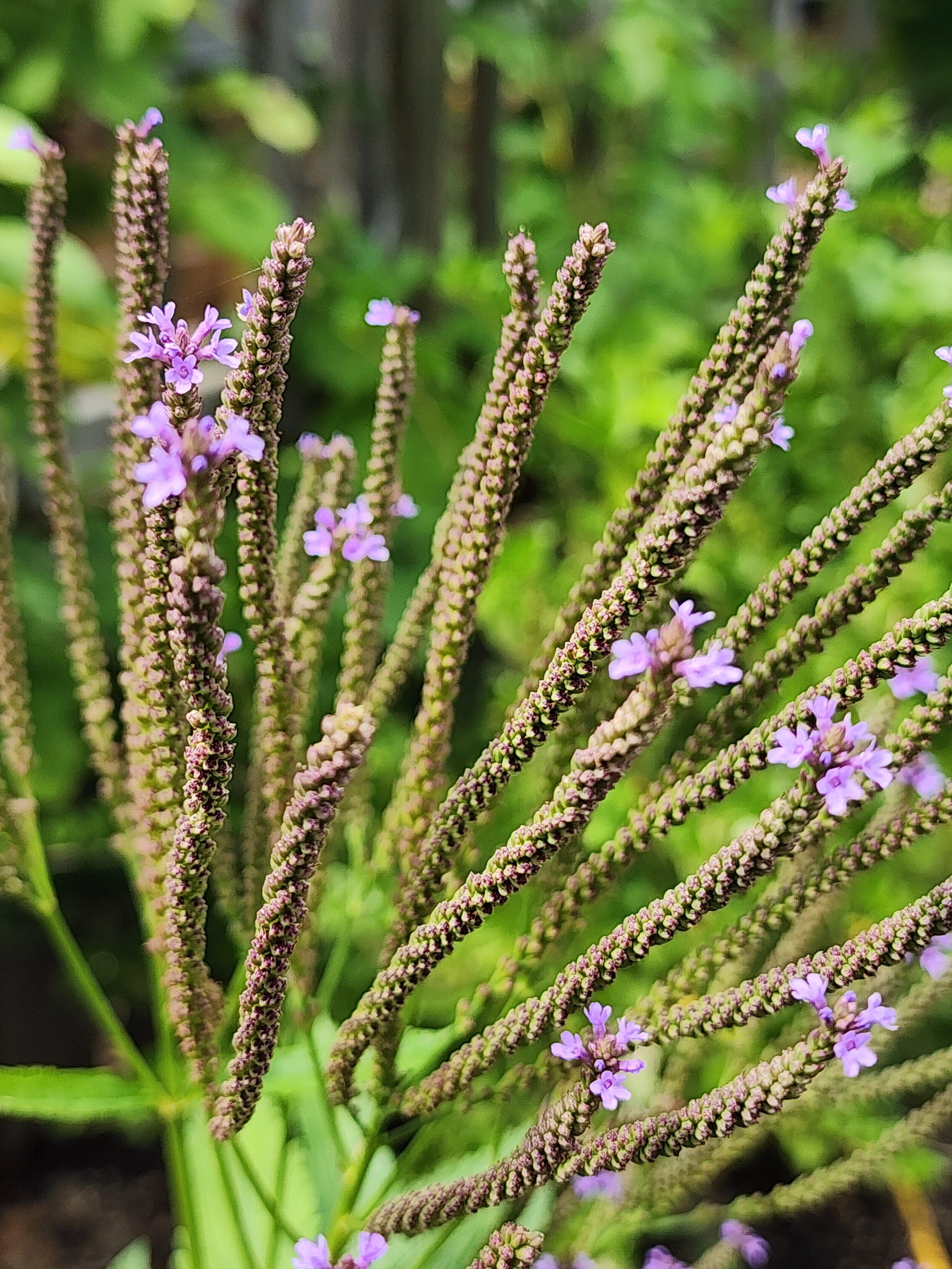 Blue vervain