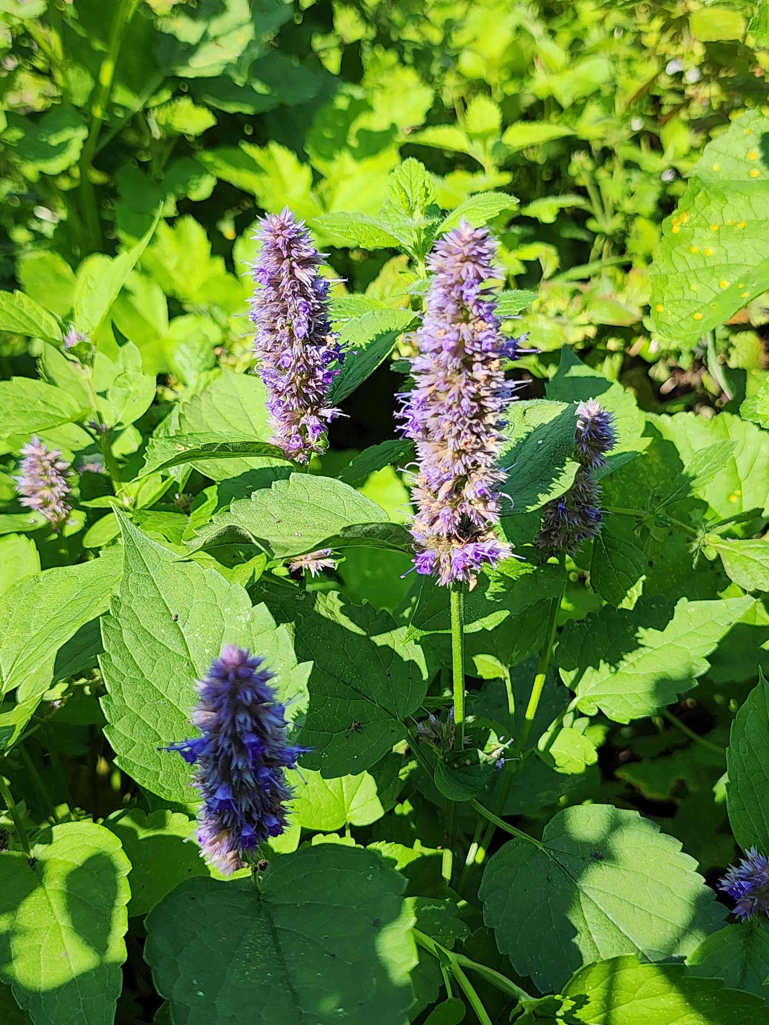 anise.jpg