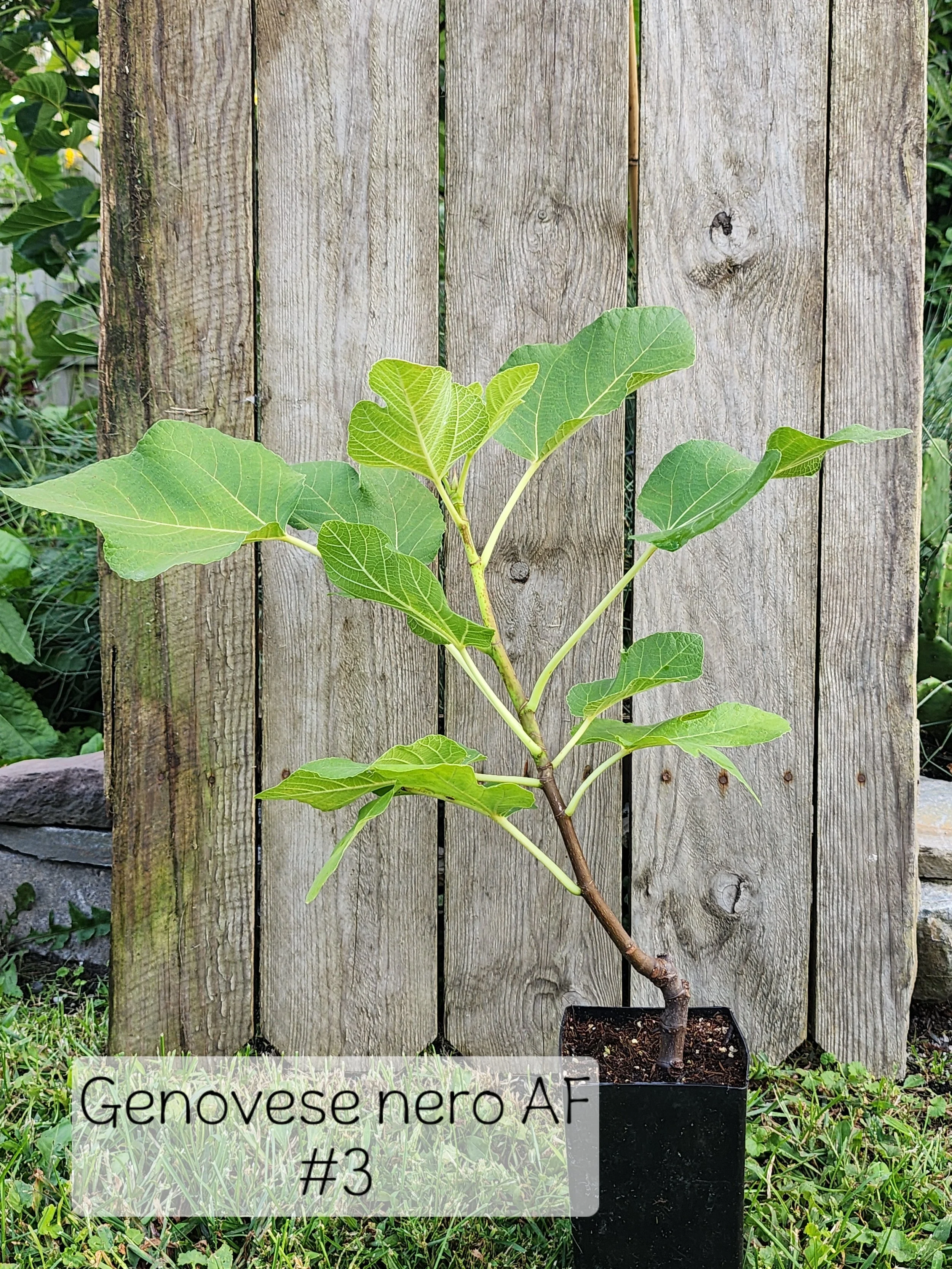fig G N 3.jpg