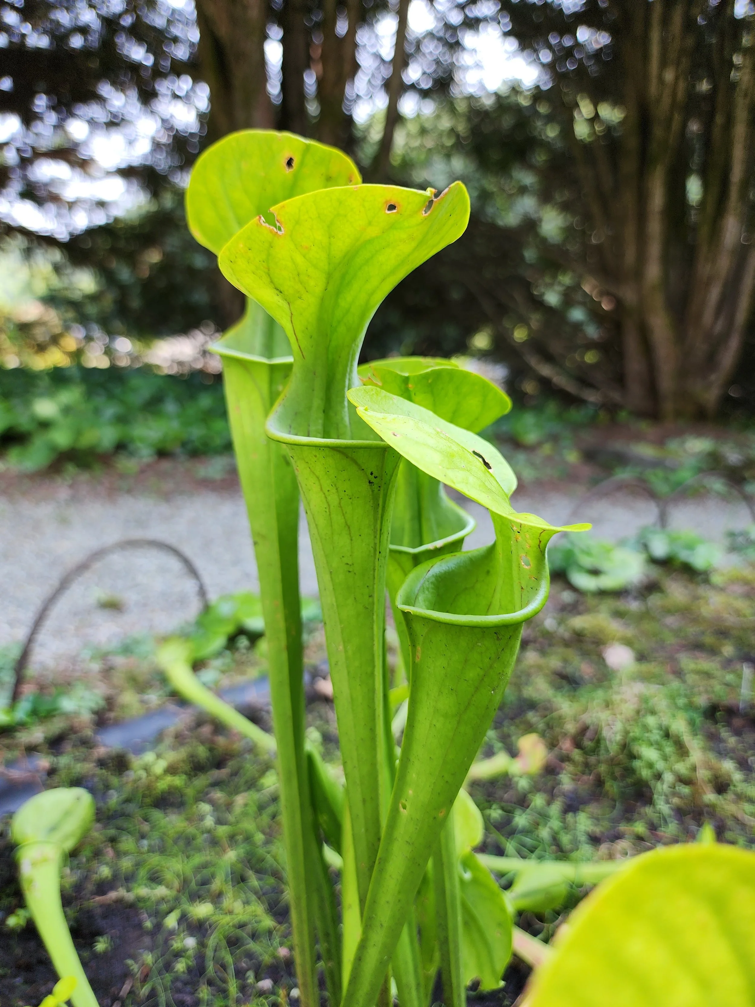 pitcher plant