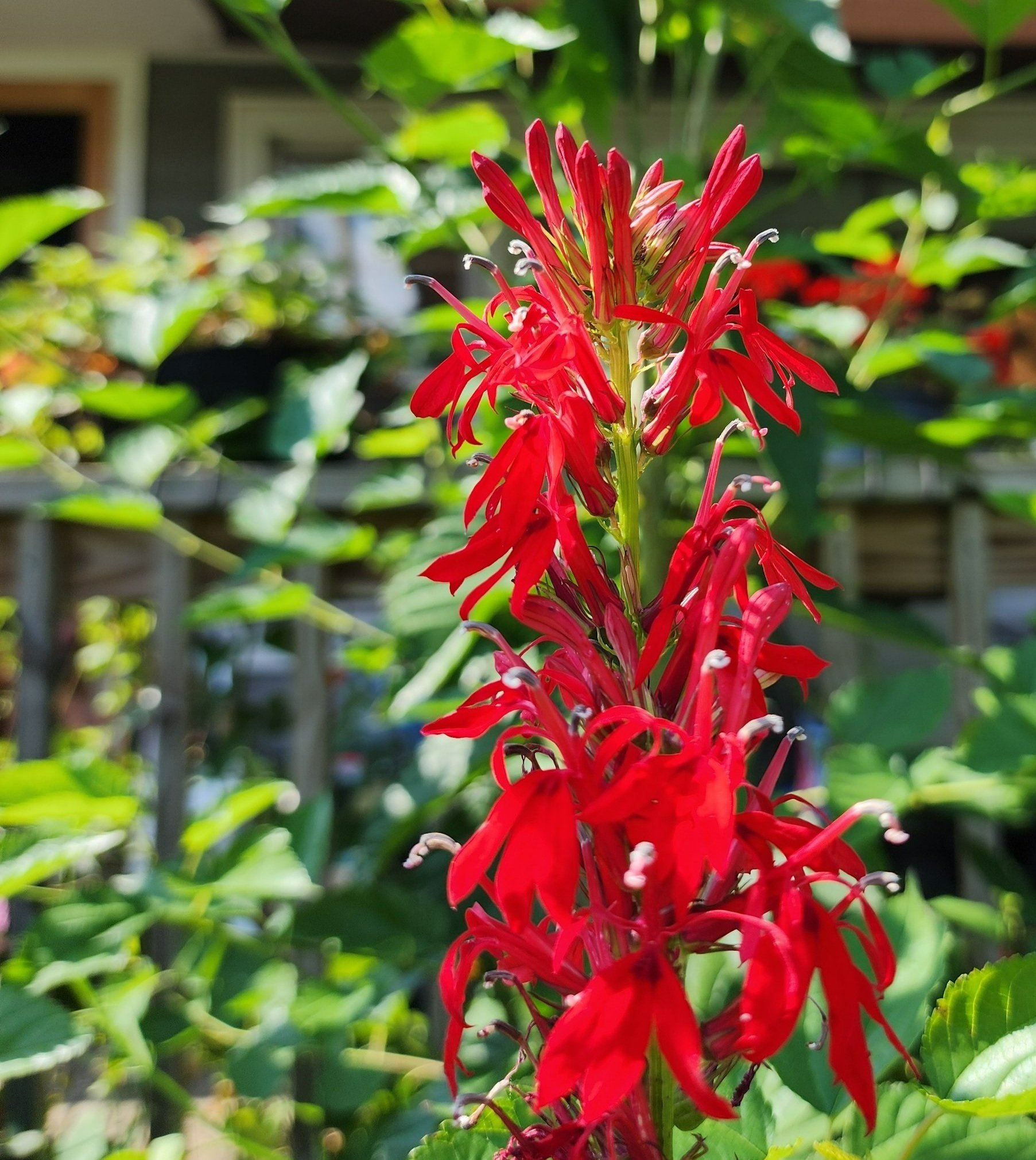 cardinal%2Bflower%2B1.jpg