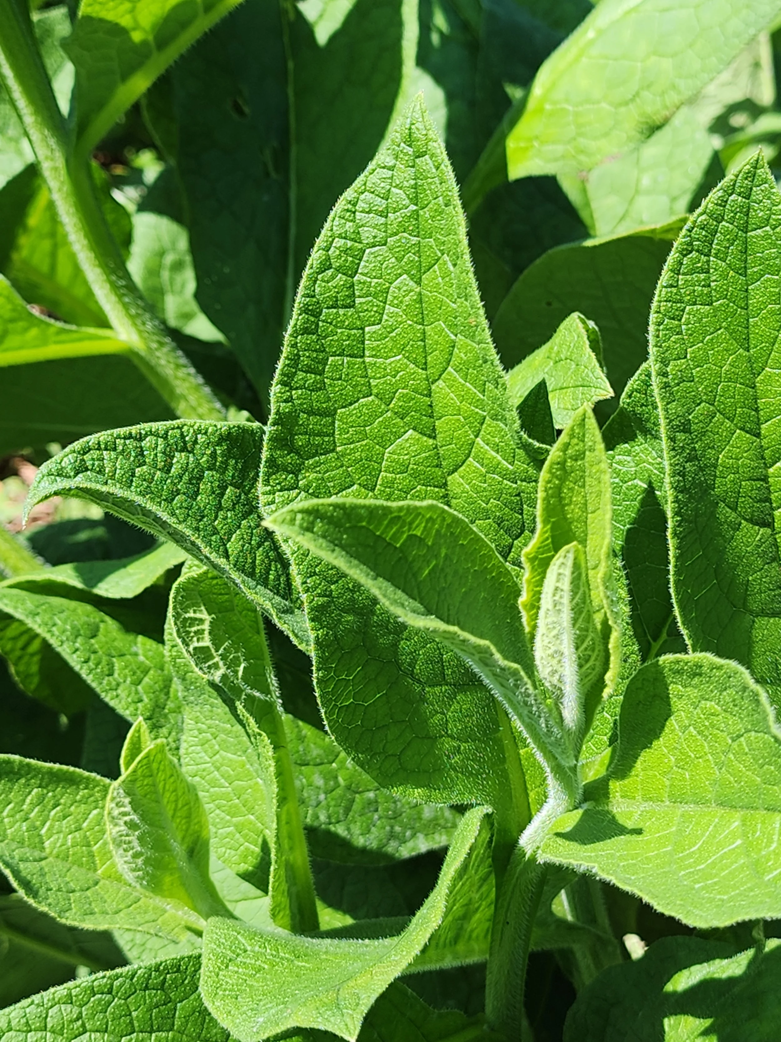 comfrey