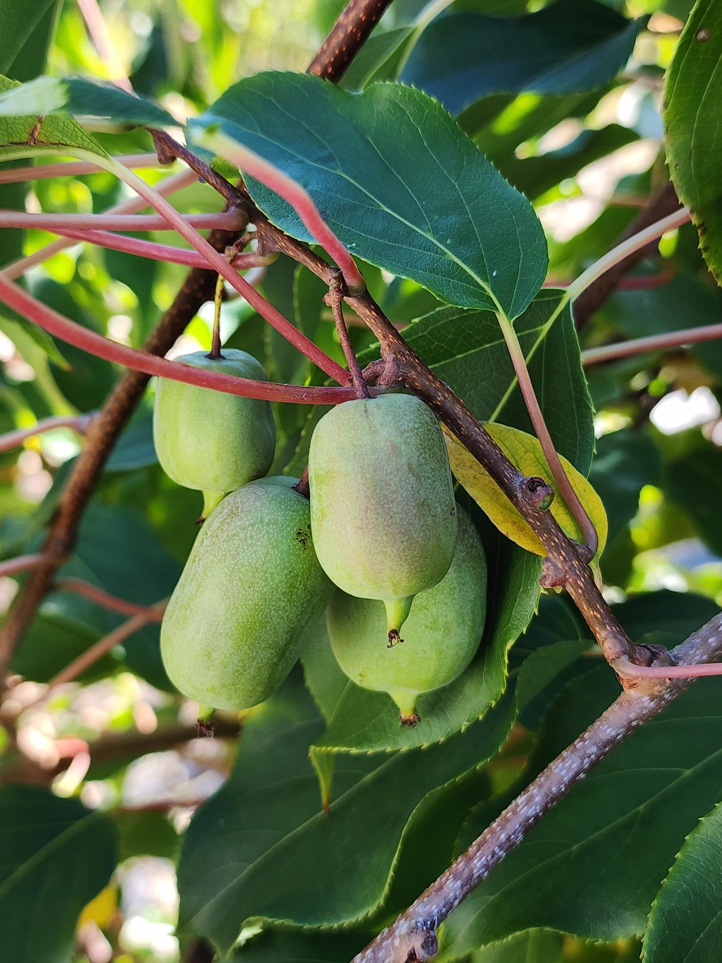 kiwi fruit.jpg
