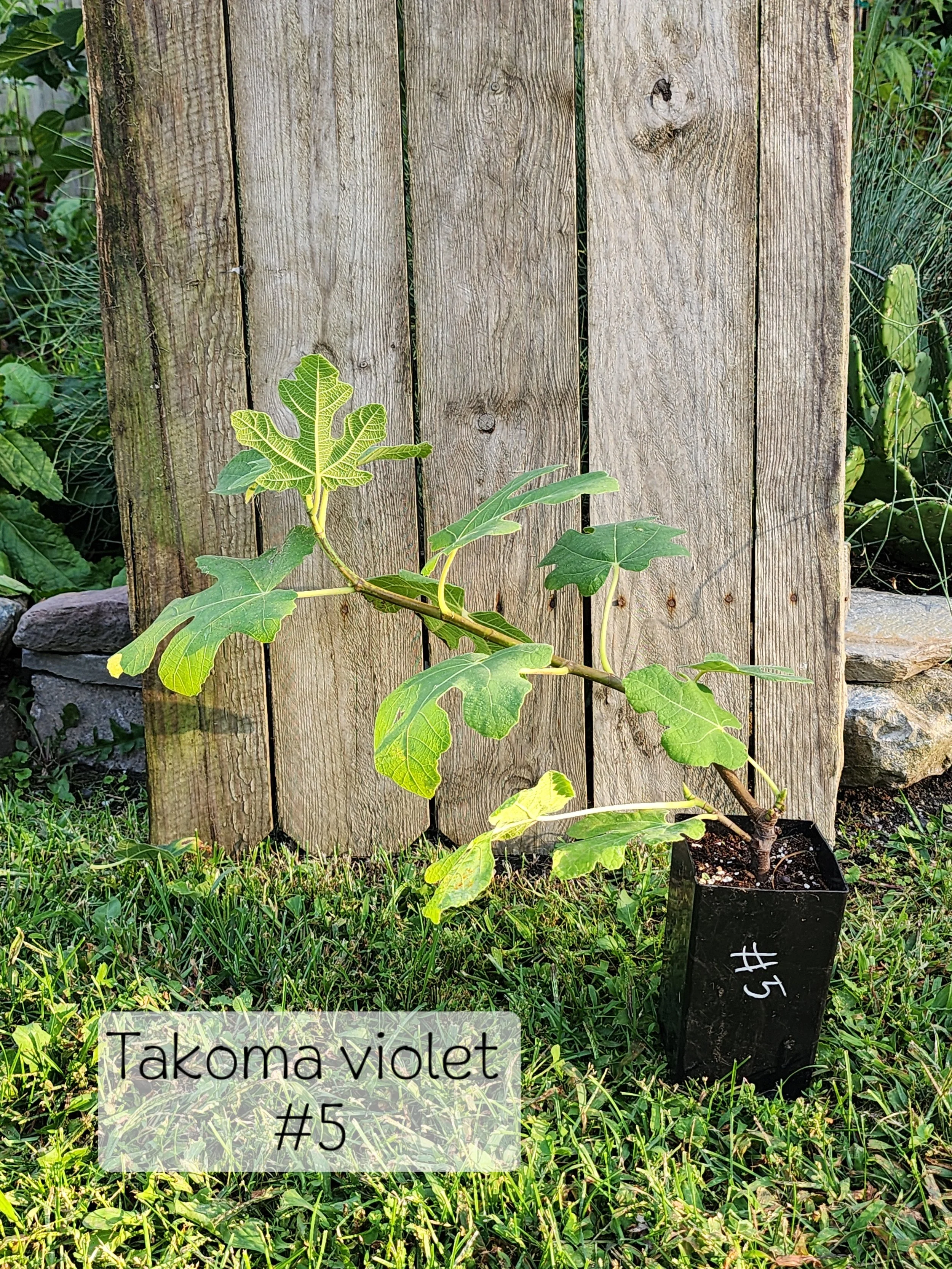 #5 Takoma Violet fig