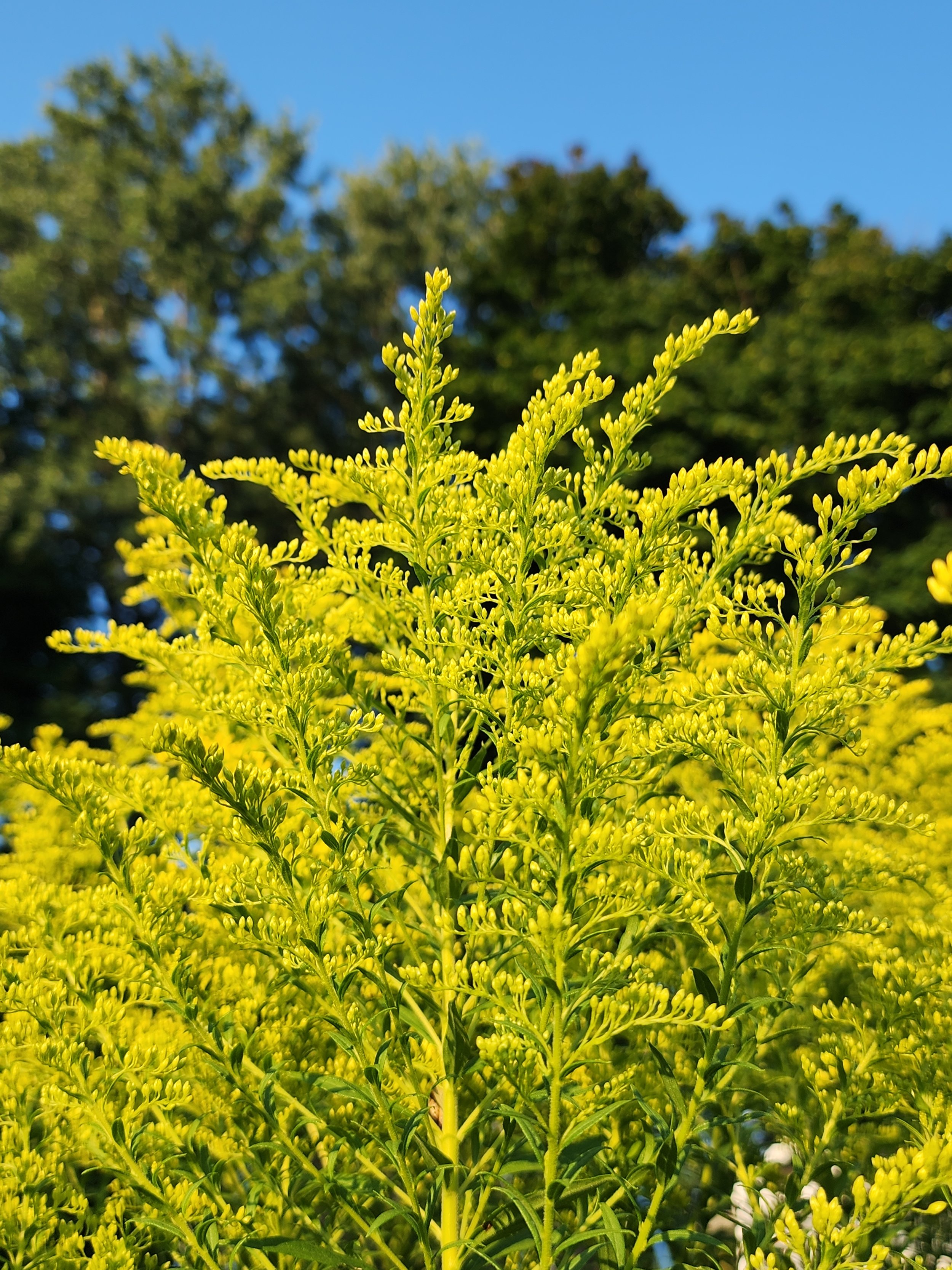 golden rod