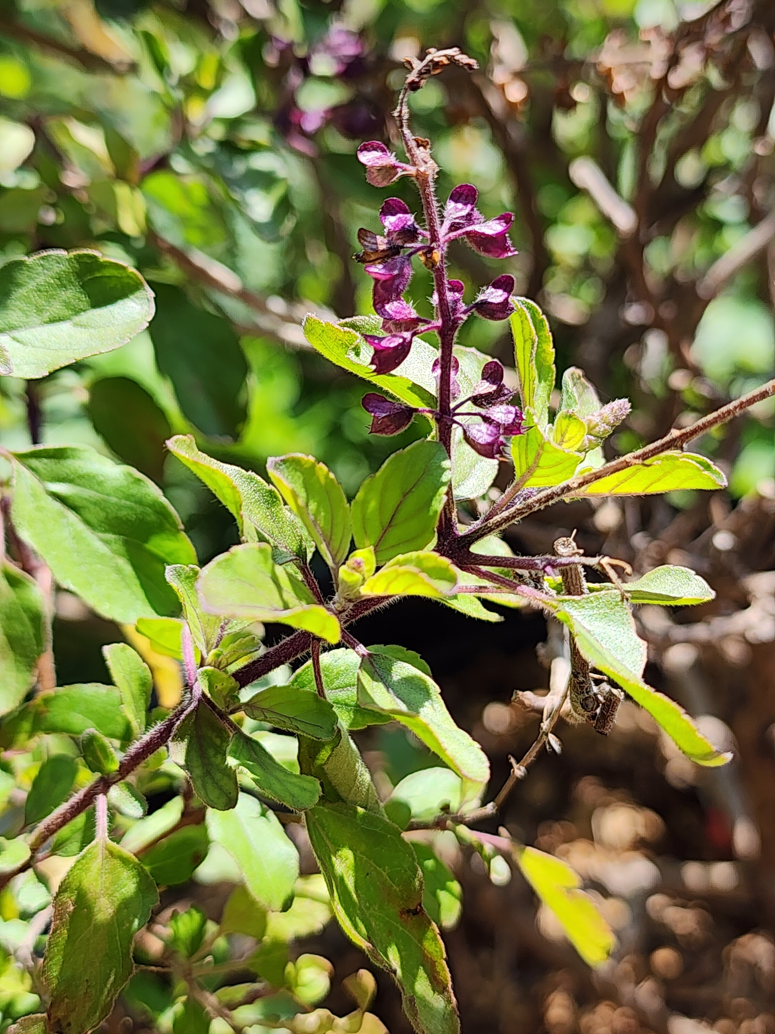 Tulsi, Krishna, Ocimum sanctum