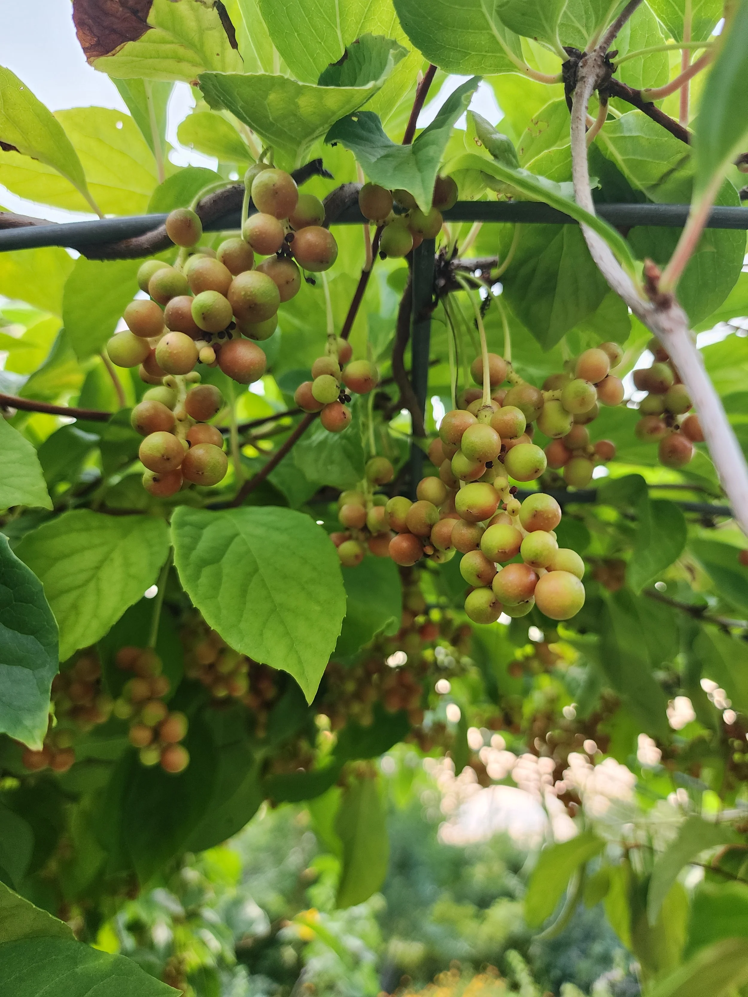 schisandra berries1.jpg