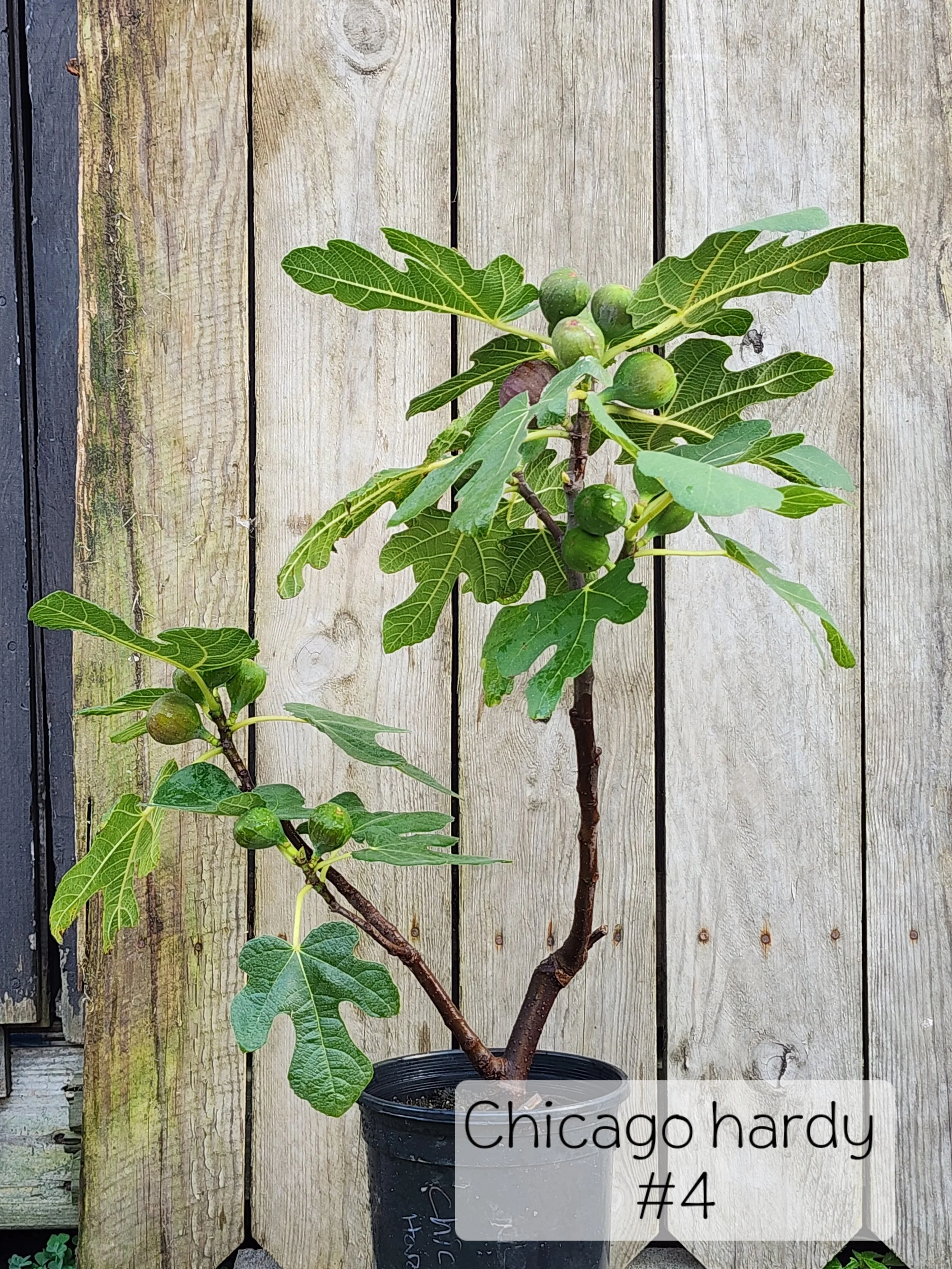 fig C H 4.jpg