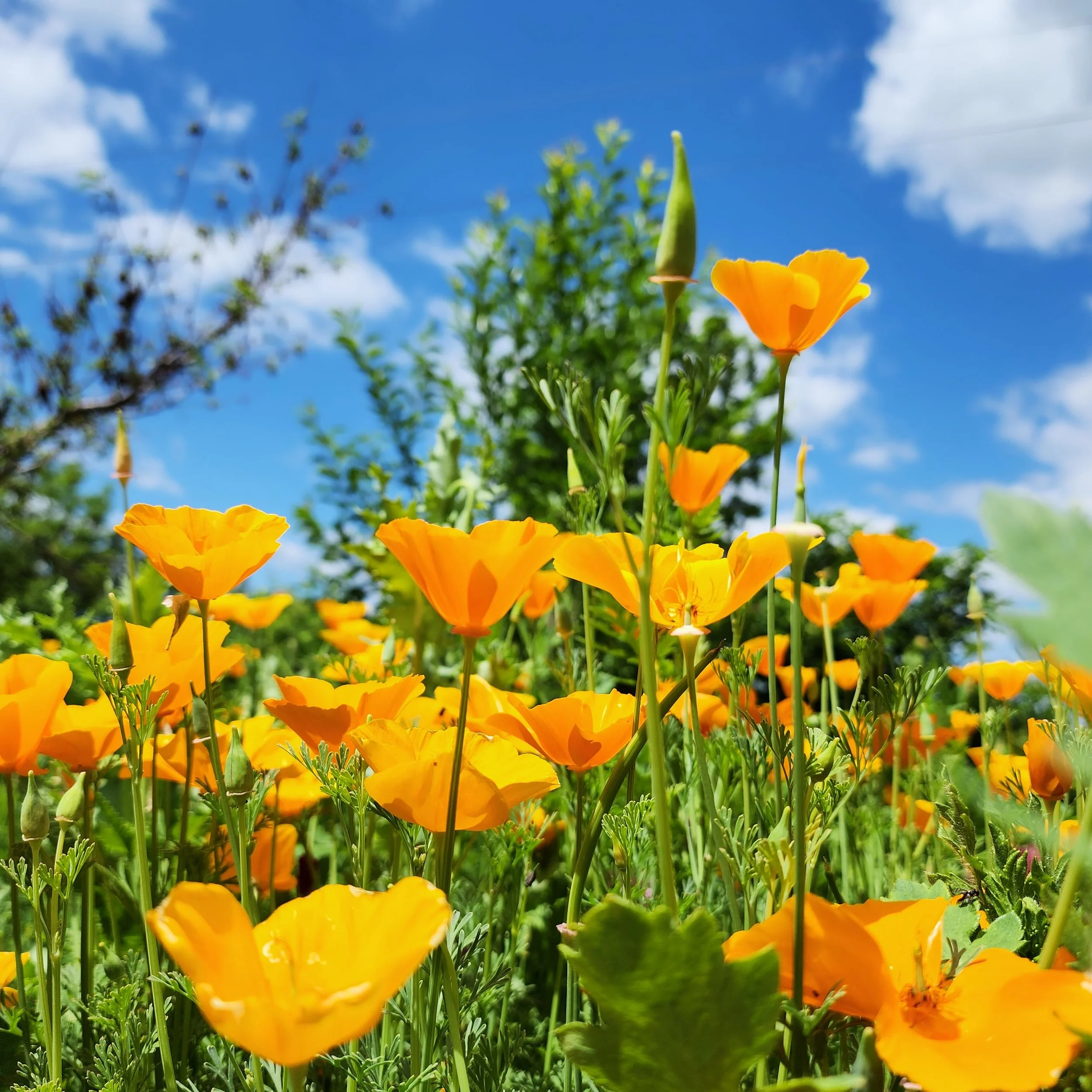california poppy