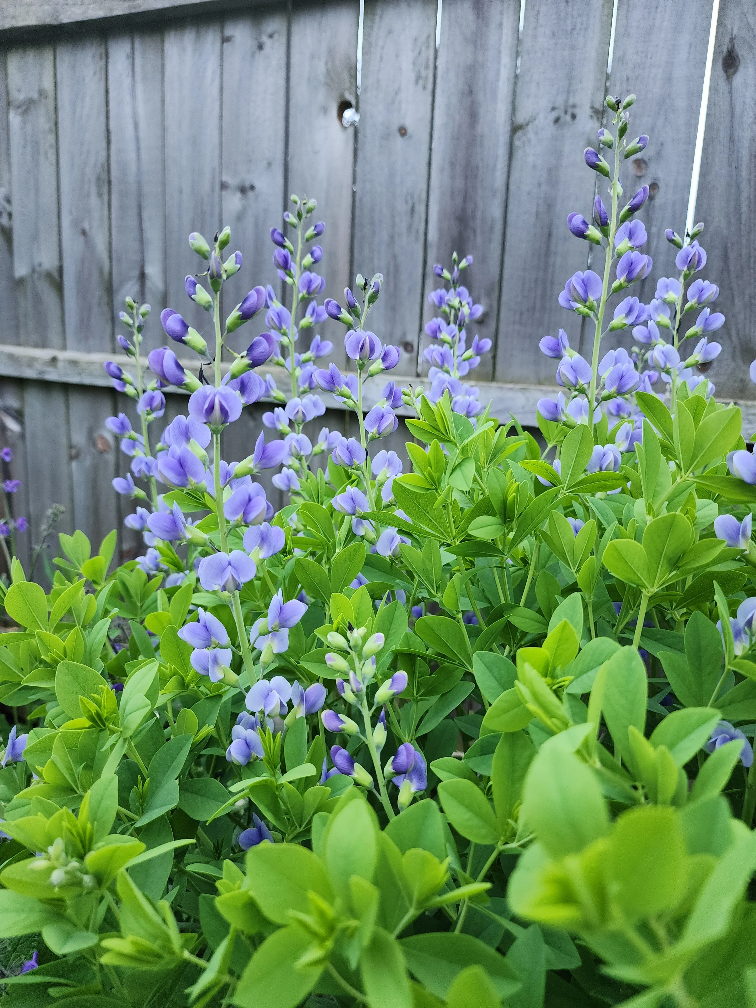 false indigo