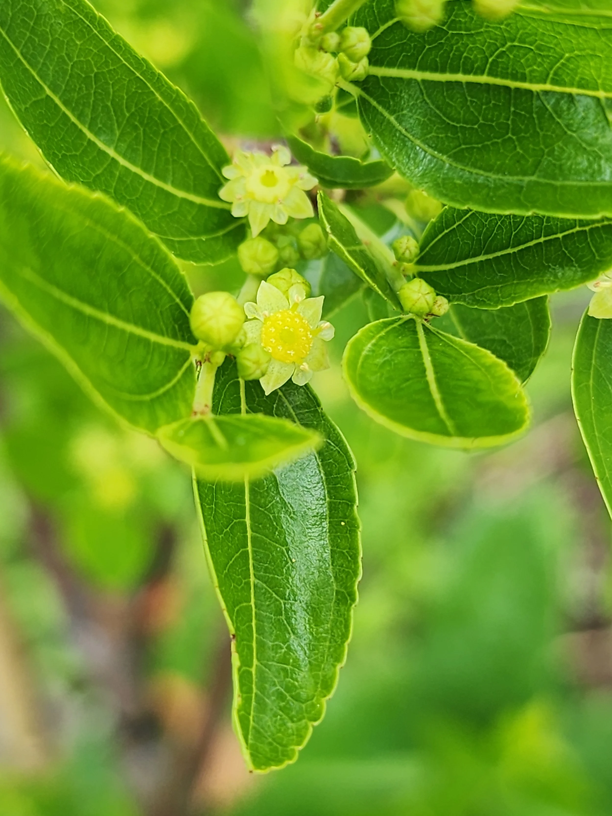 jujube flower