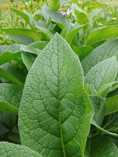 comfrey leaf comp.webp