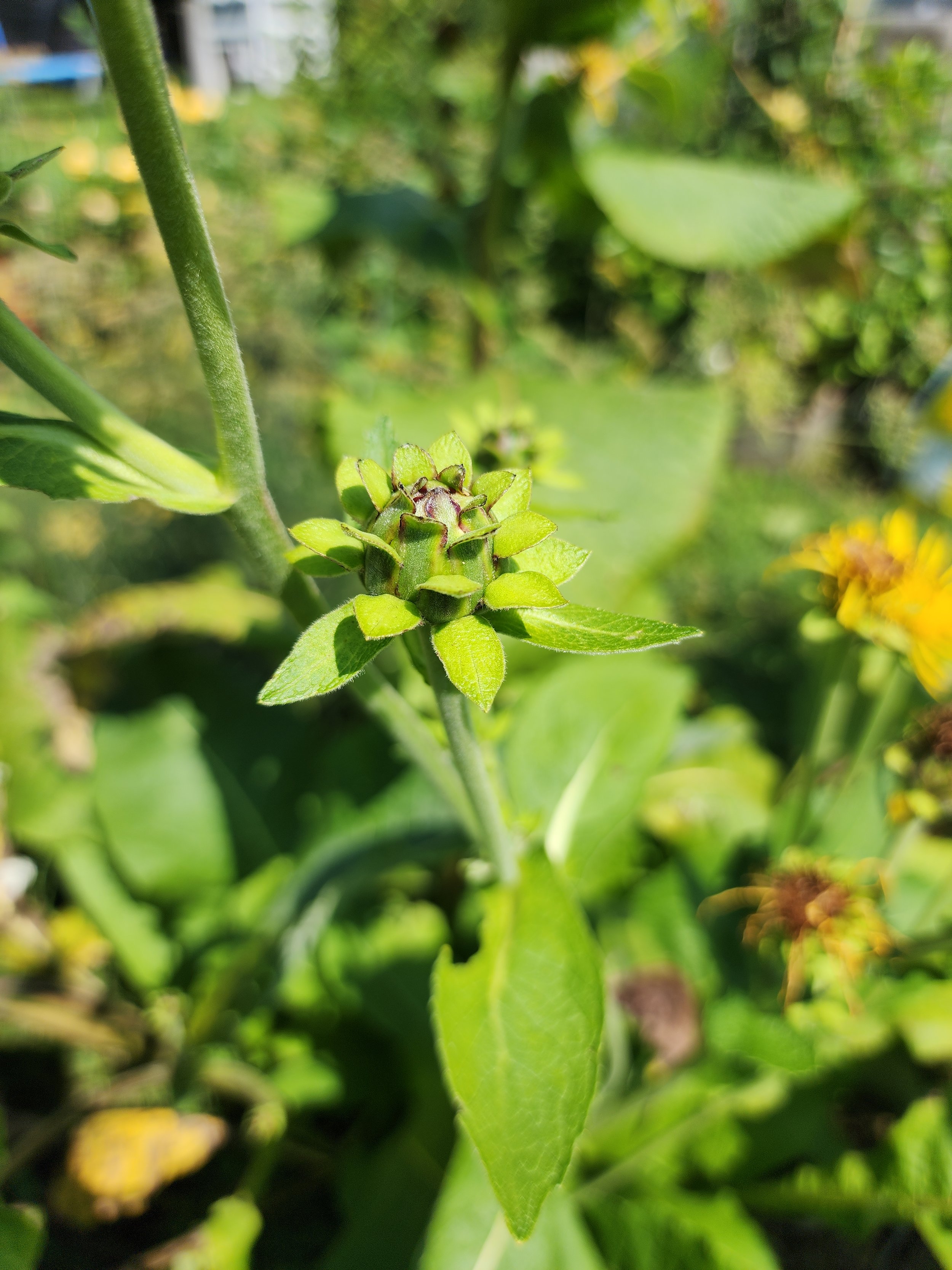 Elecampane, Inula helenium