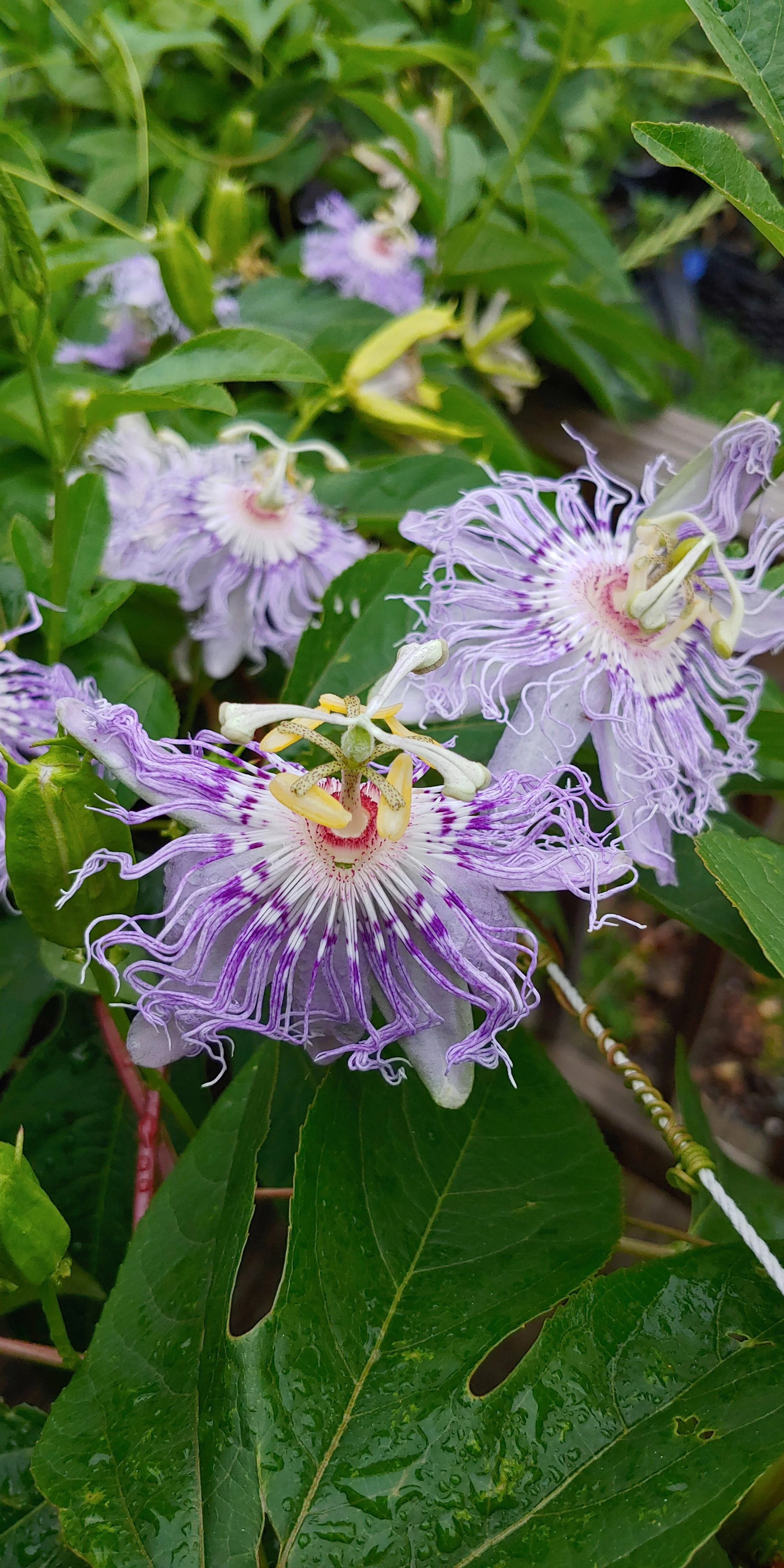 passionflower