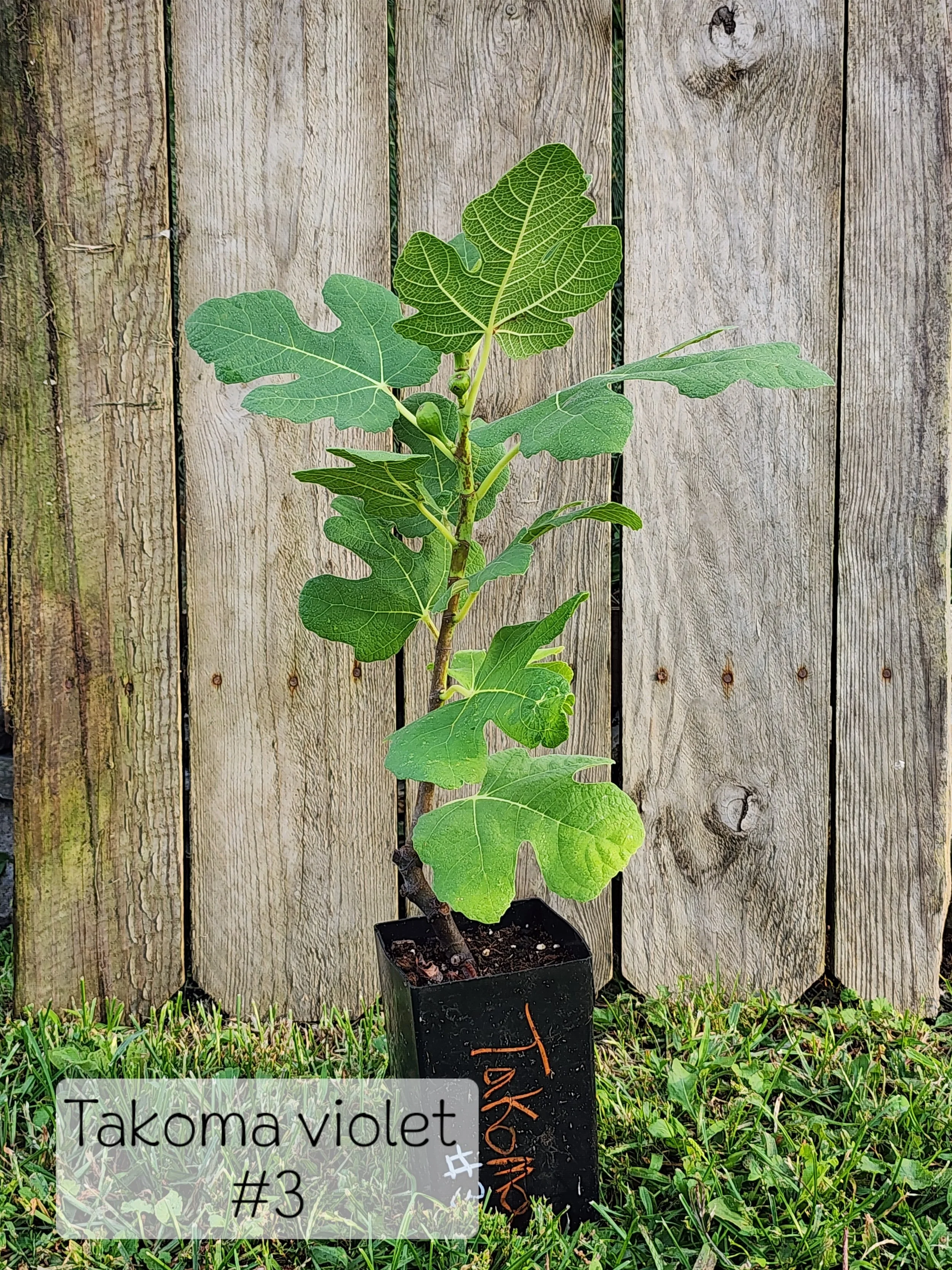 fig T V 3.jpg