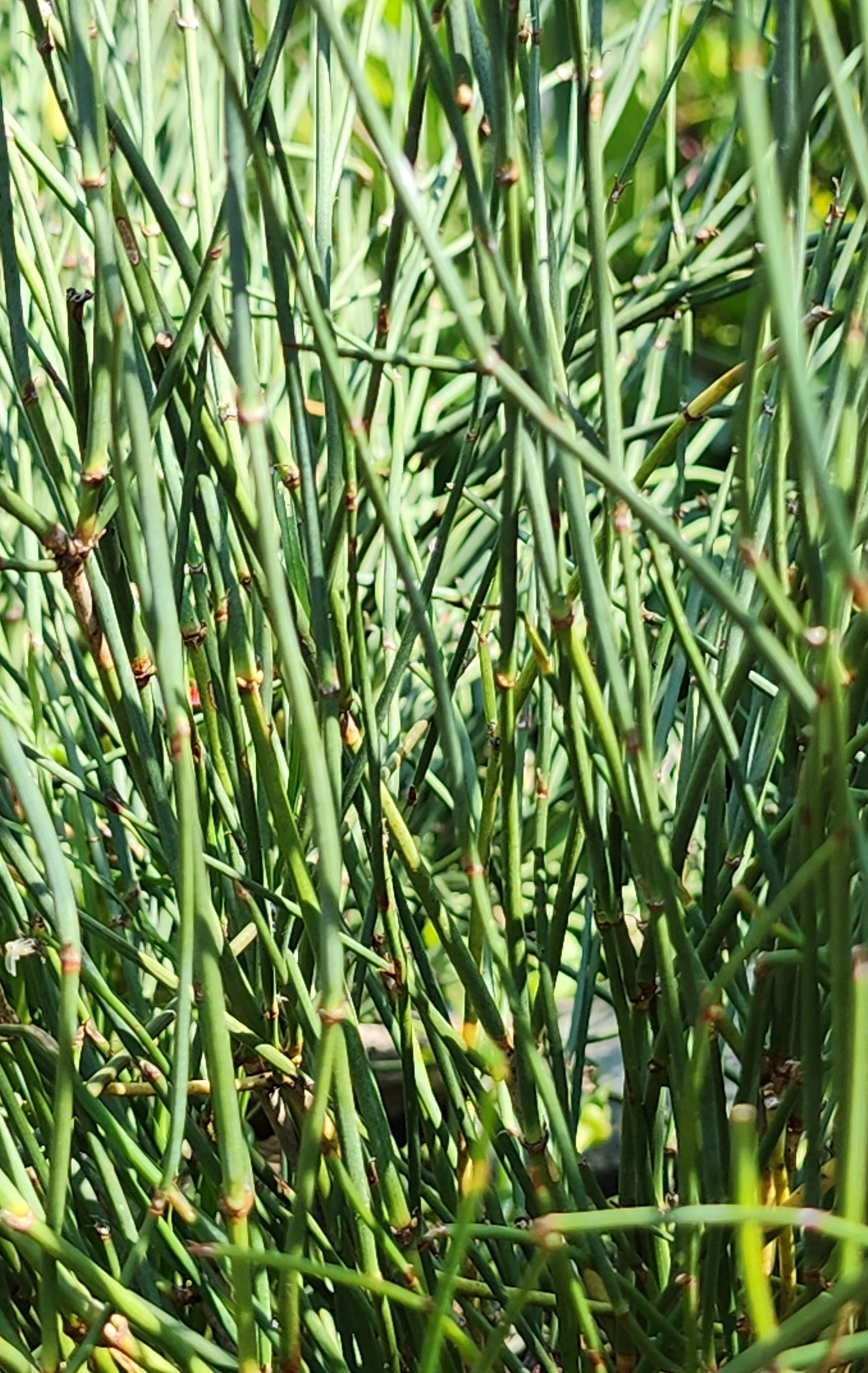 ephedra.jpg
