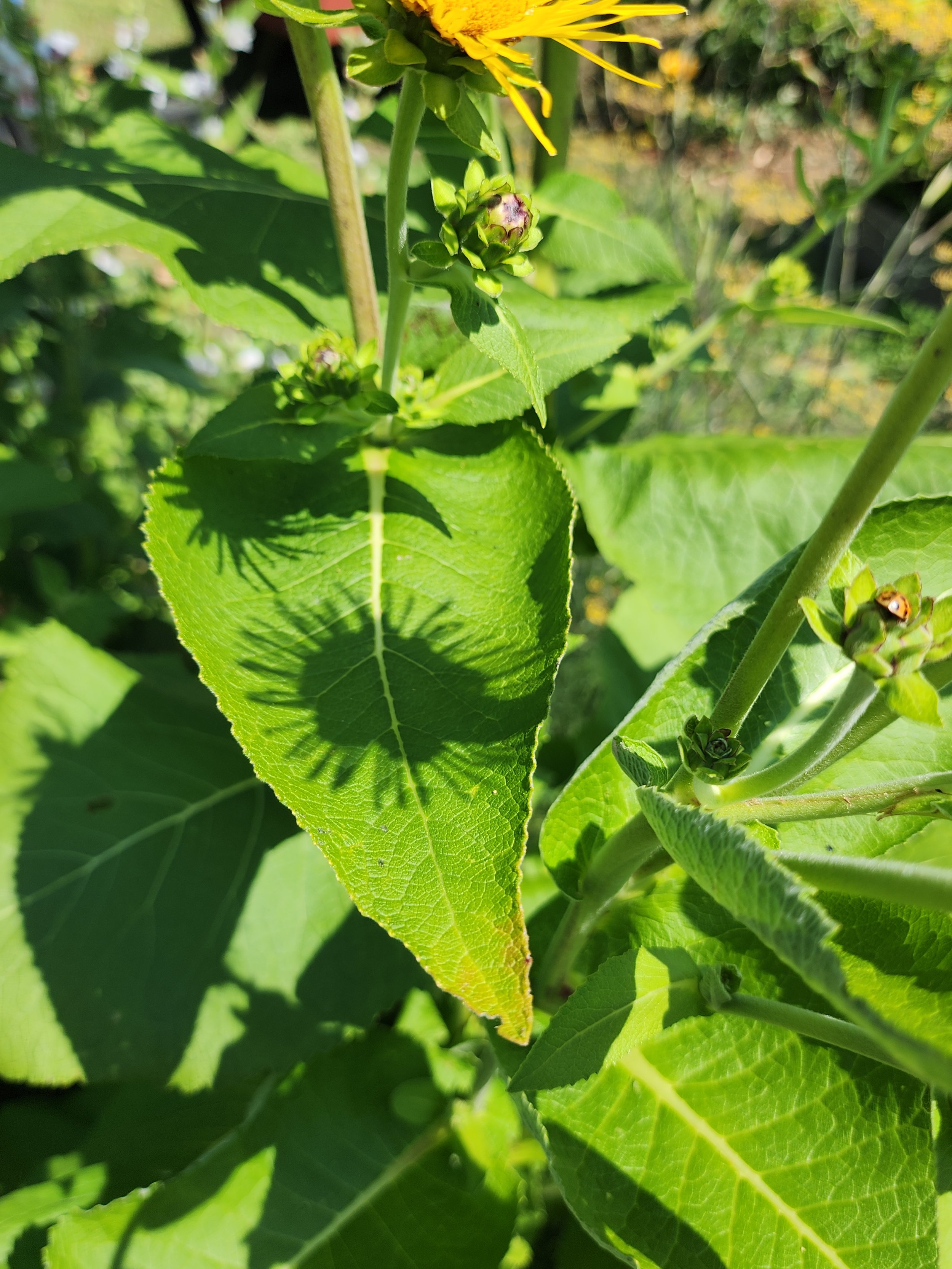 Elecampane, Inula helenium