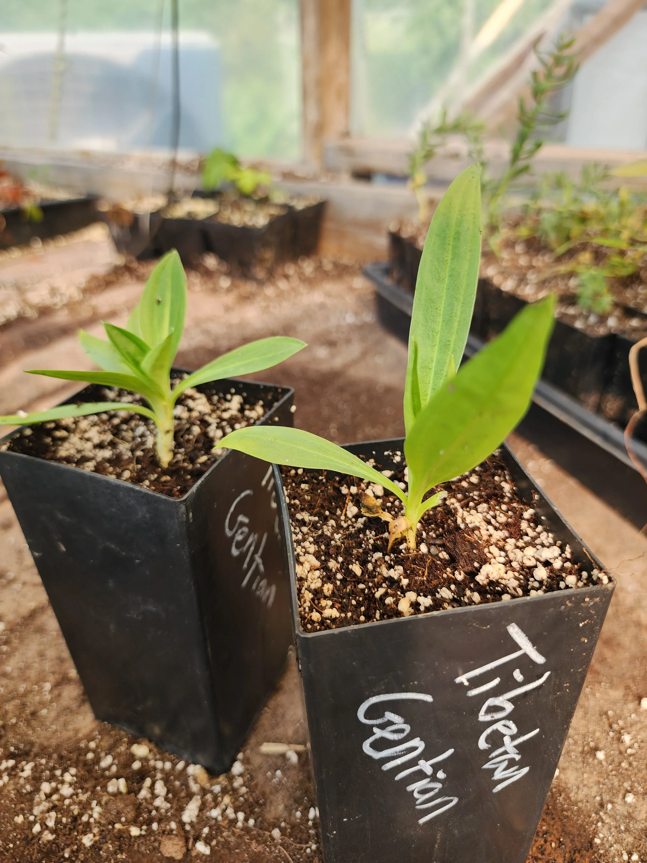 tibetan gentian2.jpg