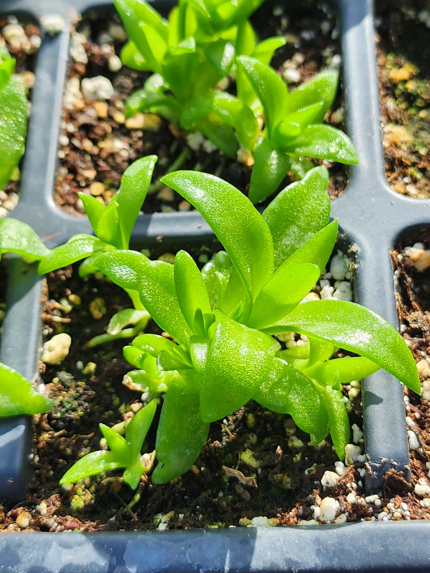 Kanna, Sceletium tortuosum  BumbleRootsHerbal: Medicinal, Fruiting, &  Ornamental Plants