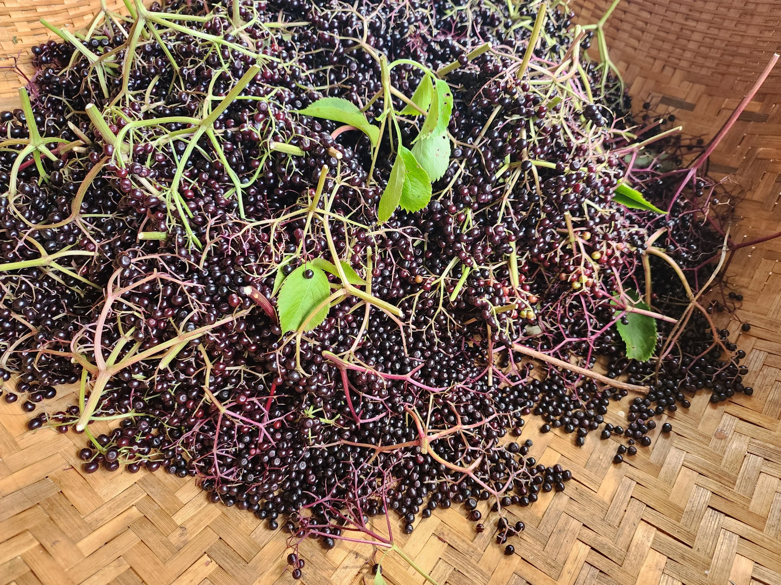 elder berries