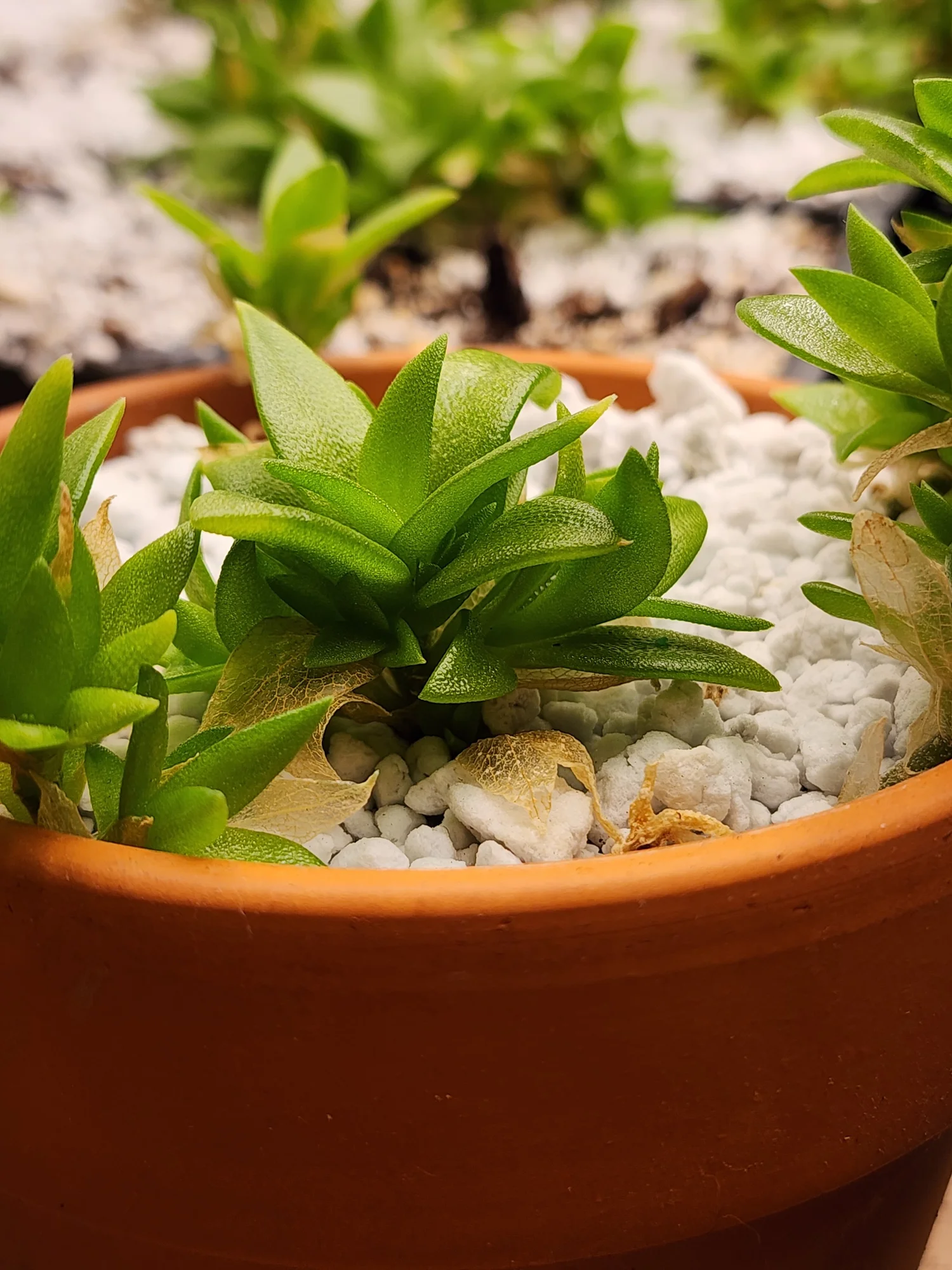 Kanna, Sceletium tortuosum  BumbleRootsHerbal: Medicinal, Fruiting, &  Ornamental Plants